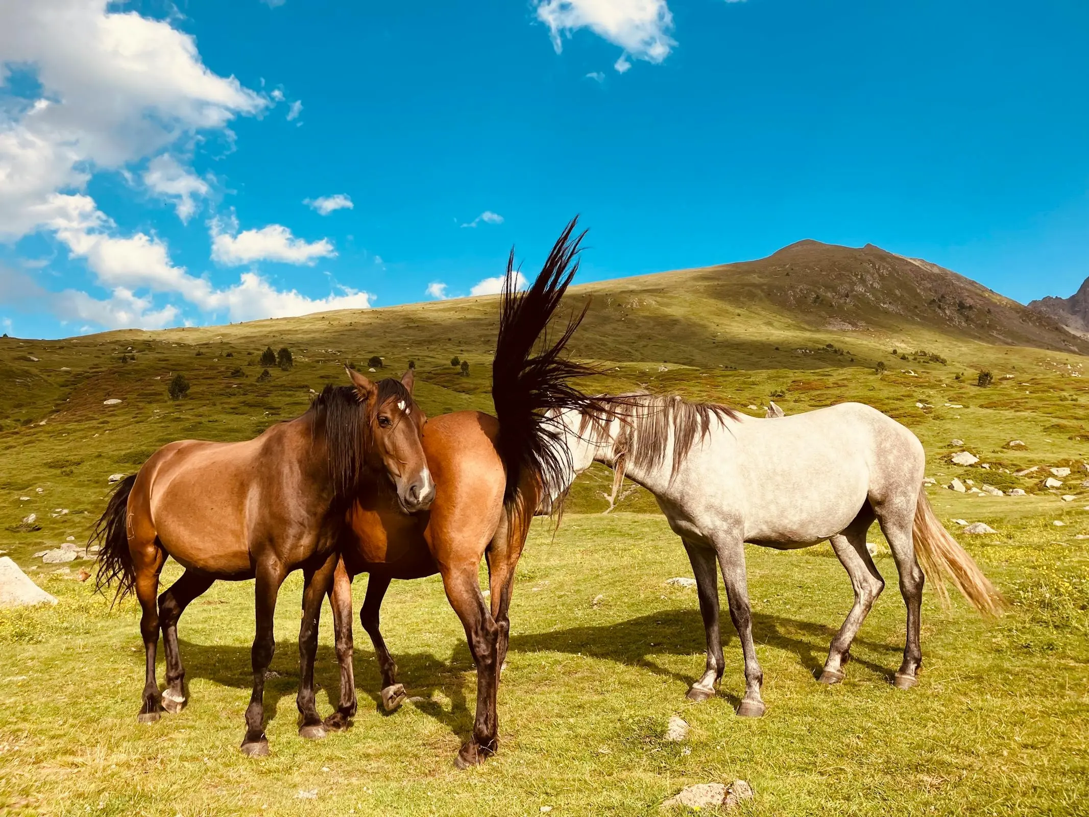 Horse in Andorra