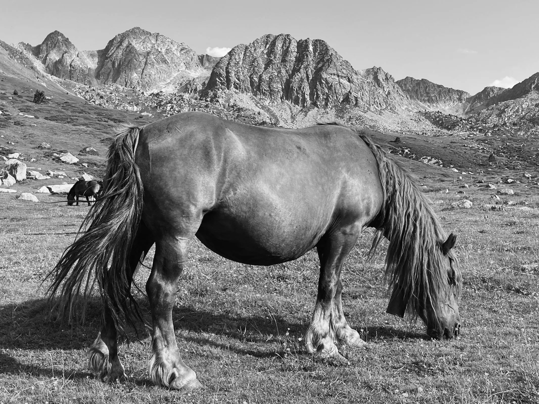 Horse in Andorra