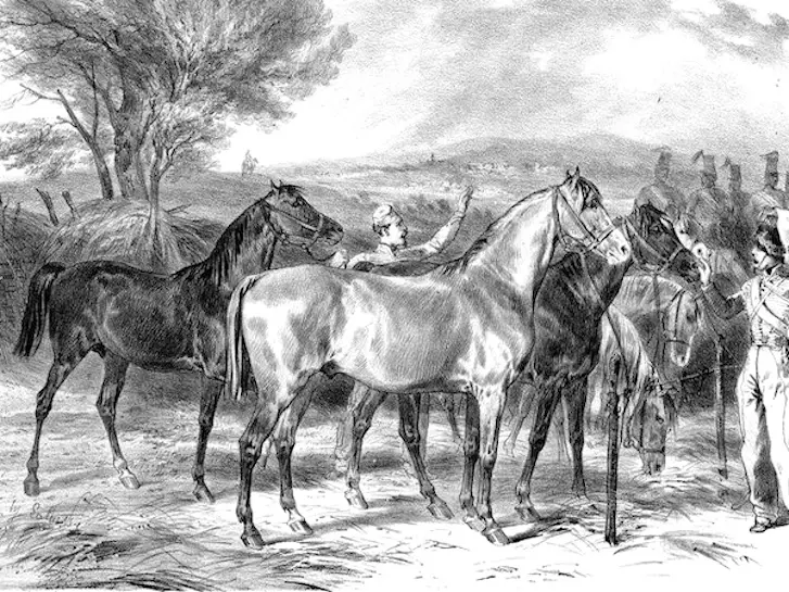 Angevine horse