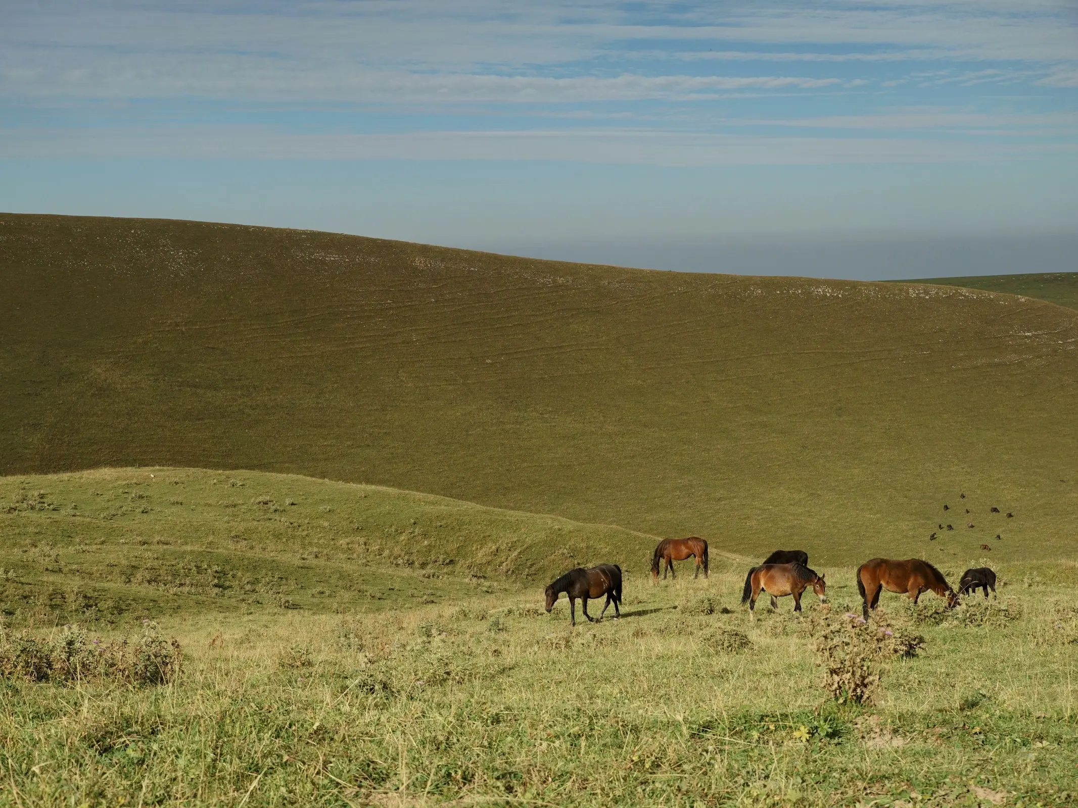 Anglo-Karachai Horse