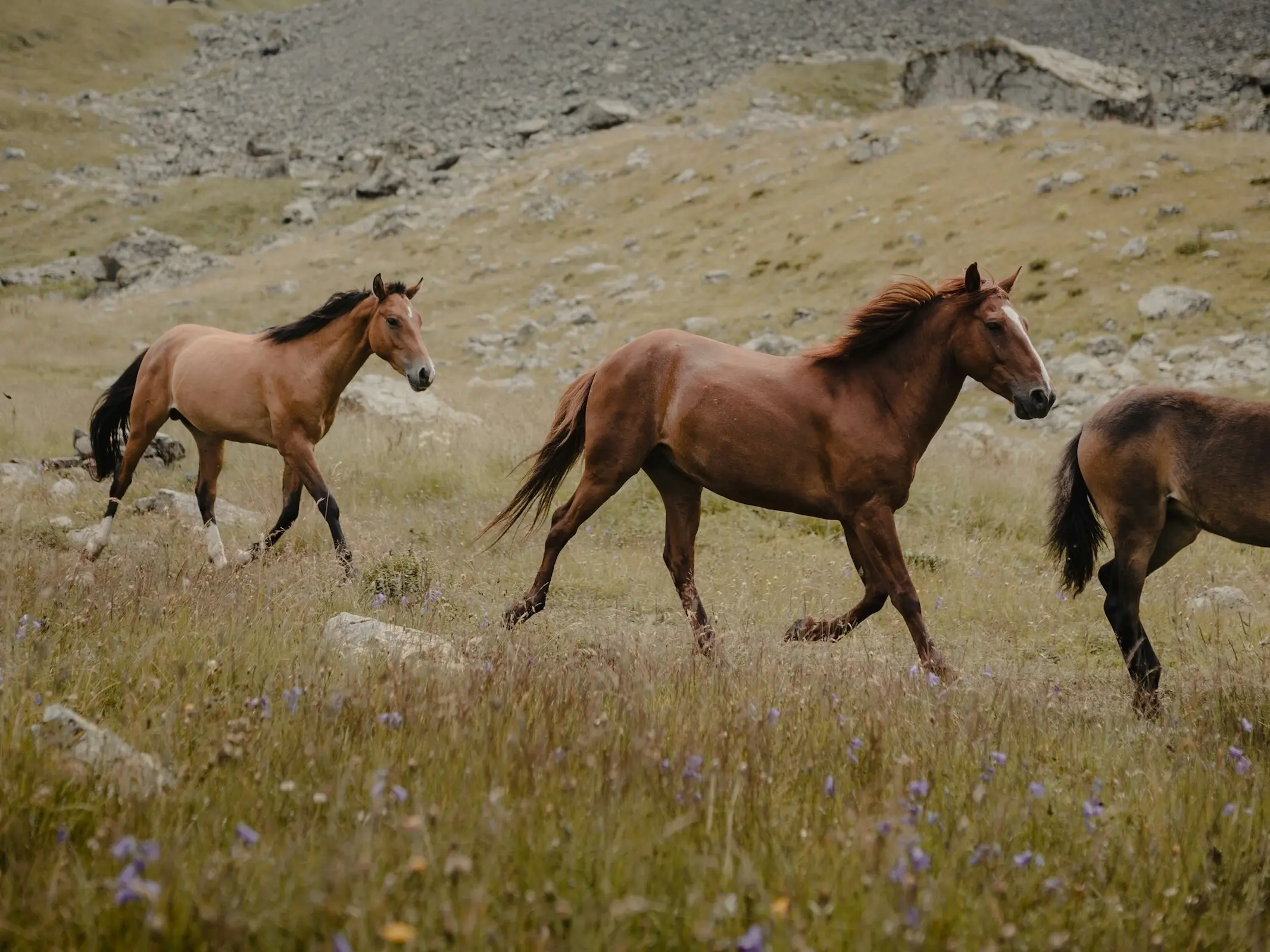 Anglo-Karachai Horse