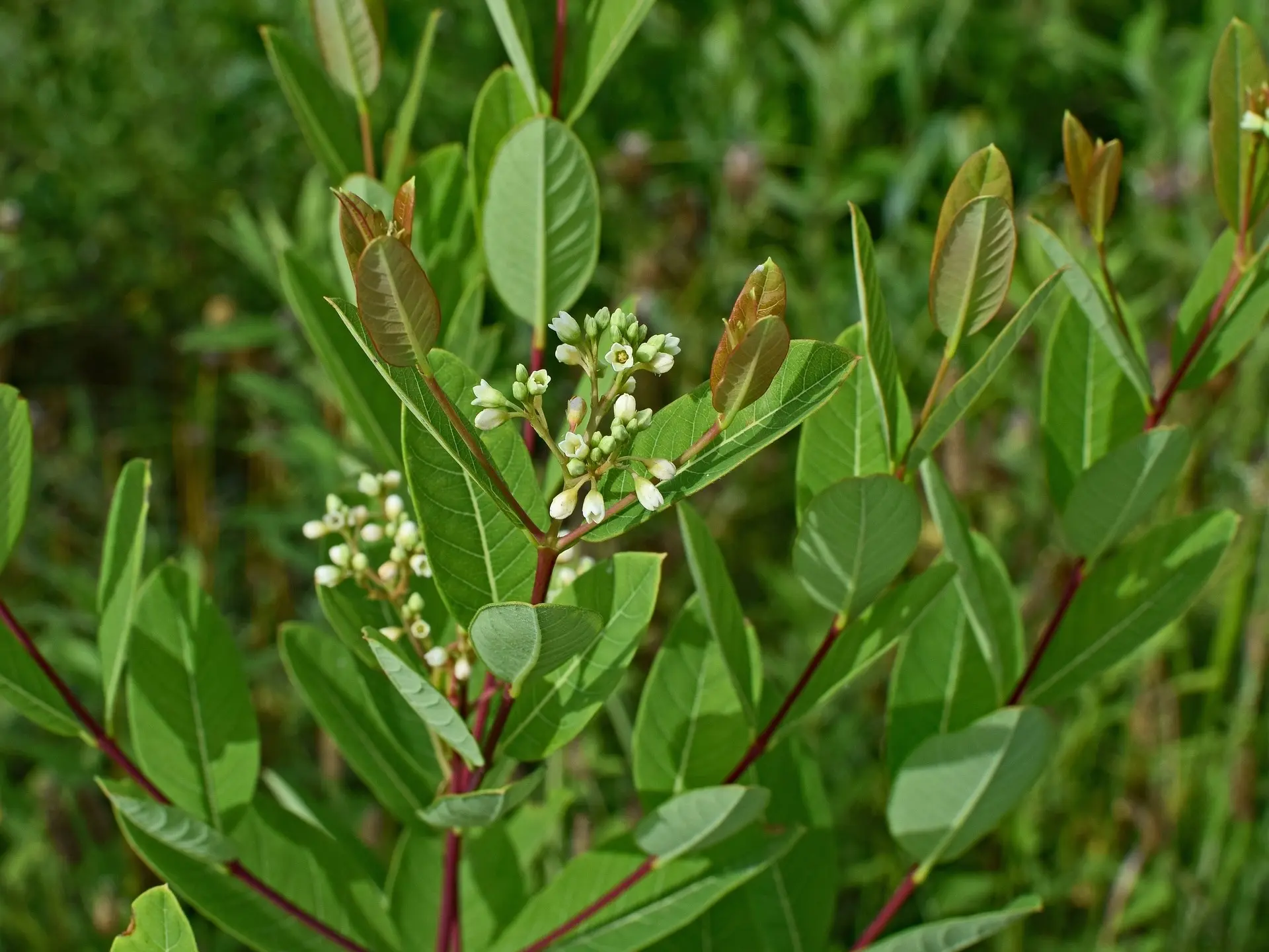 Rheumatism Weed