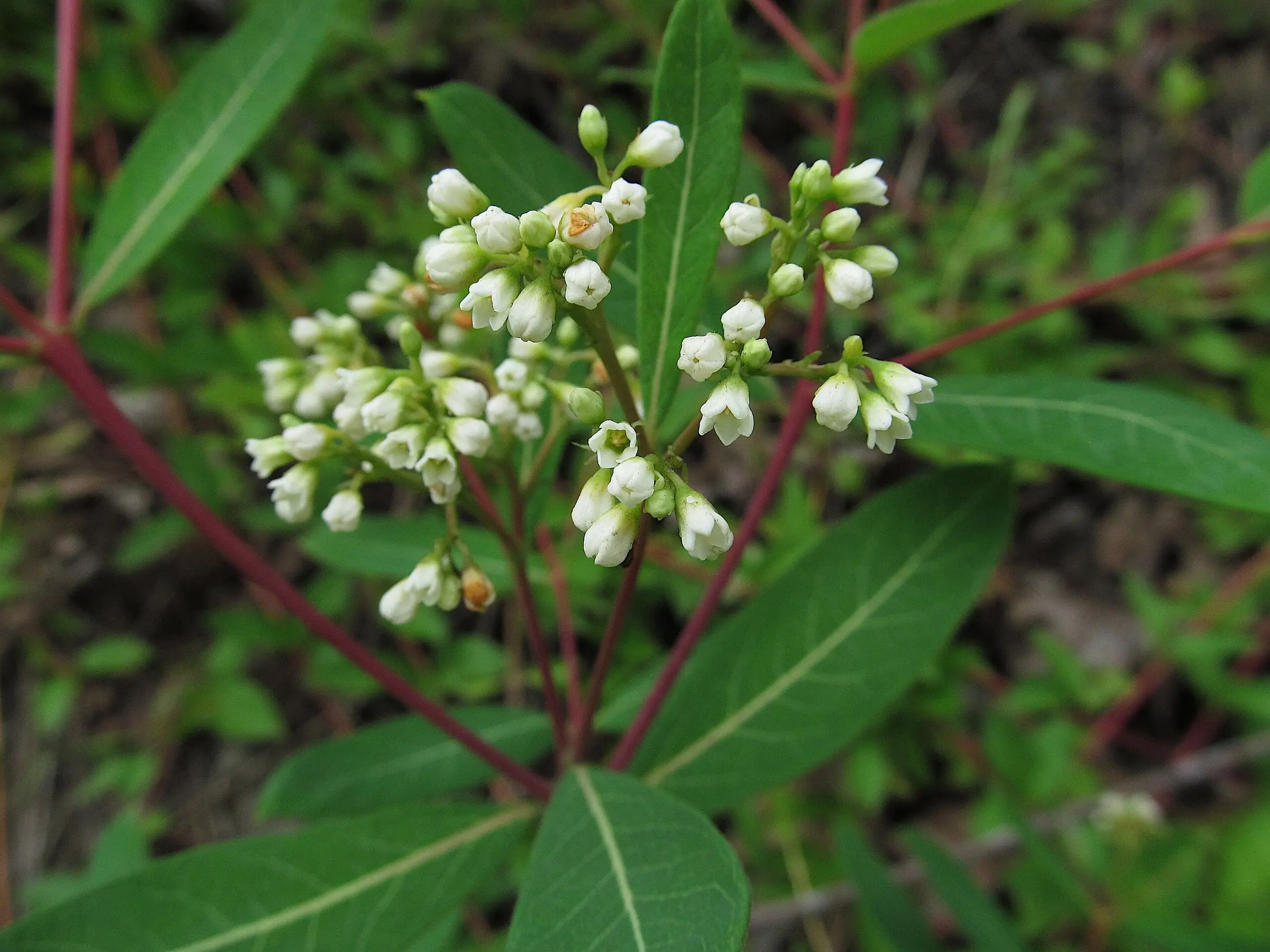 Dogbane