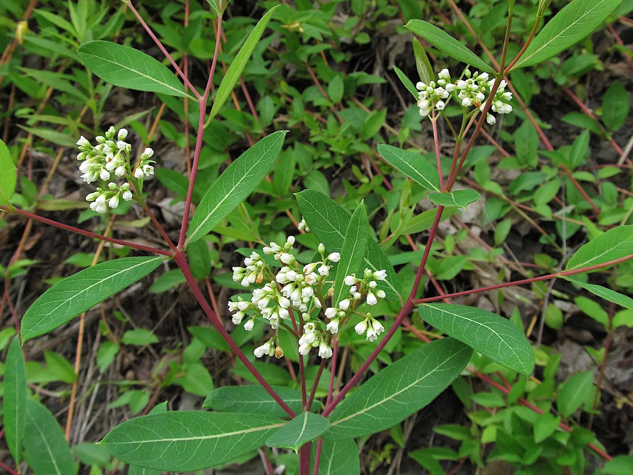 Dogbane