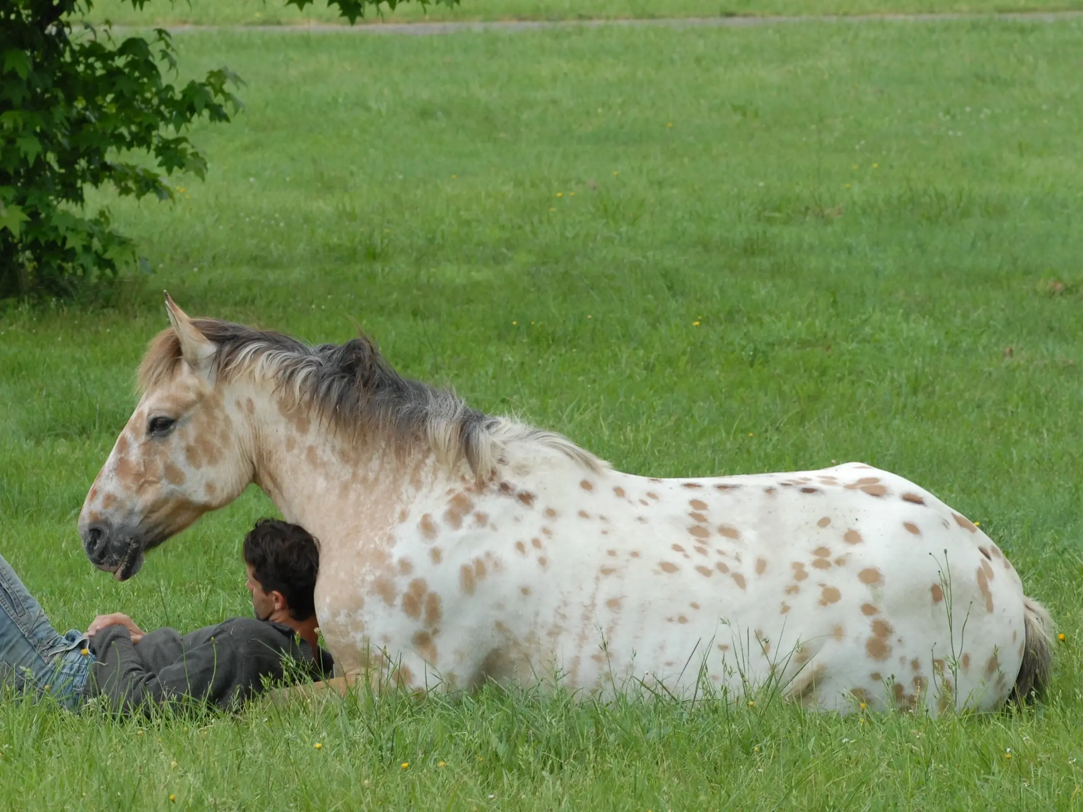 Leopard appaloosa horse