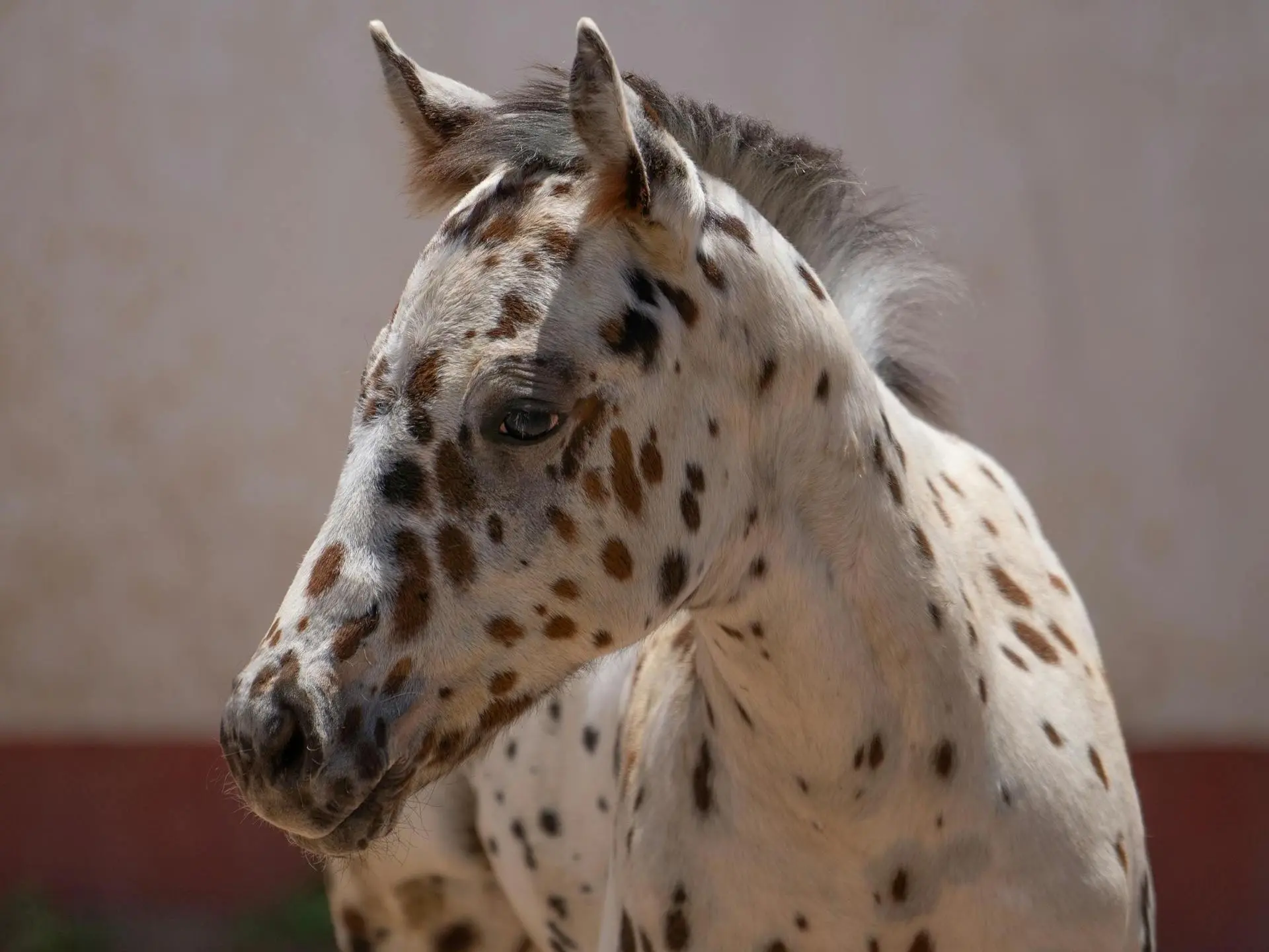 Leopard appaloosa horse