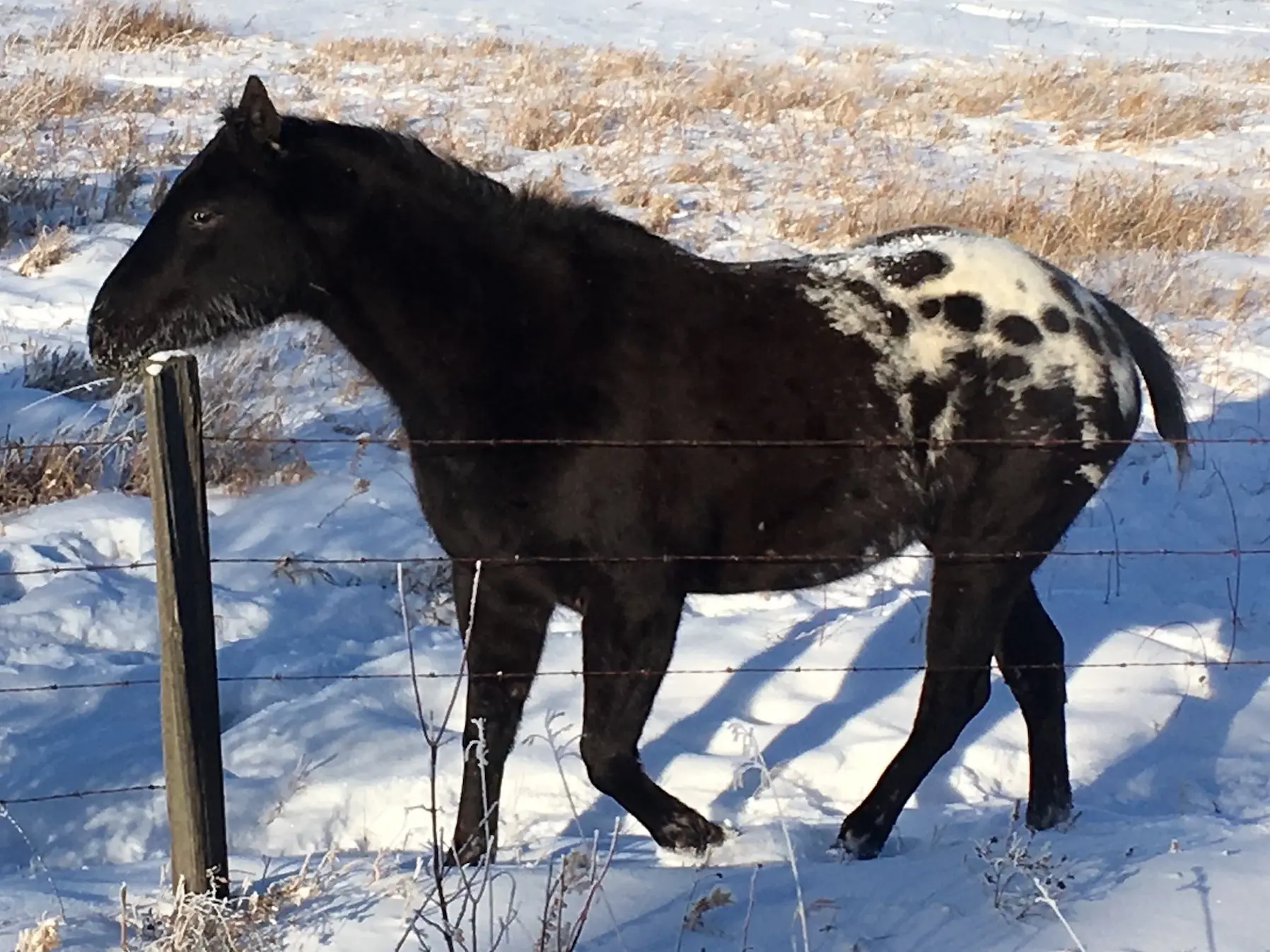 Blanket with spots appaloosa horse