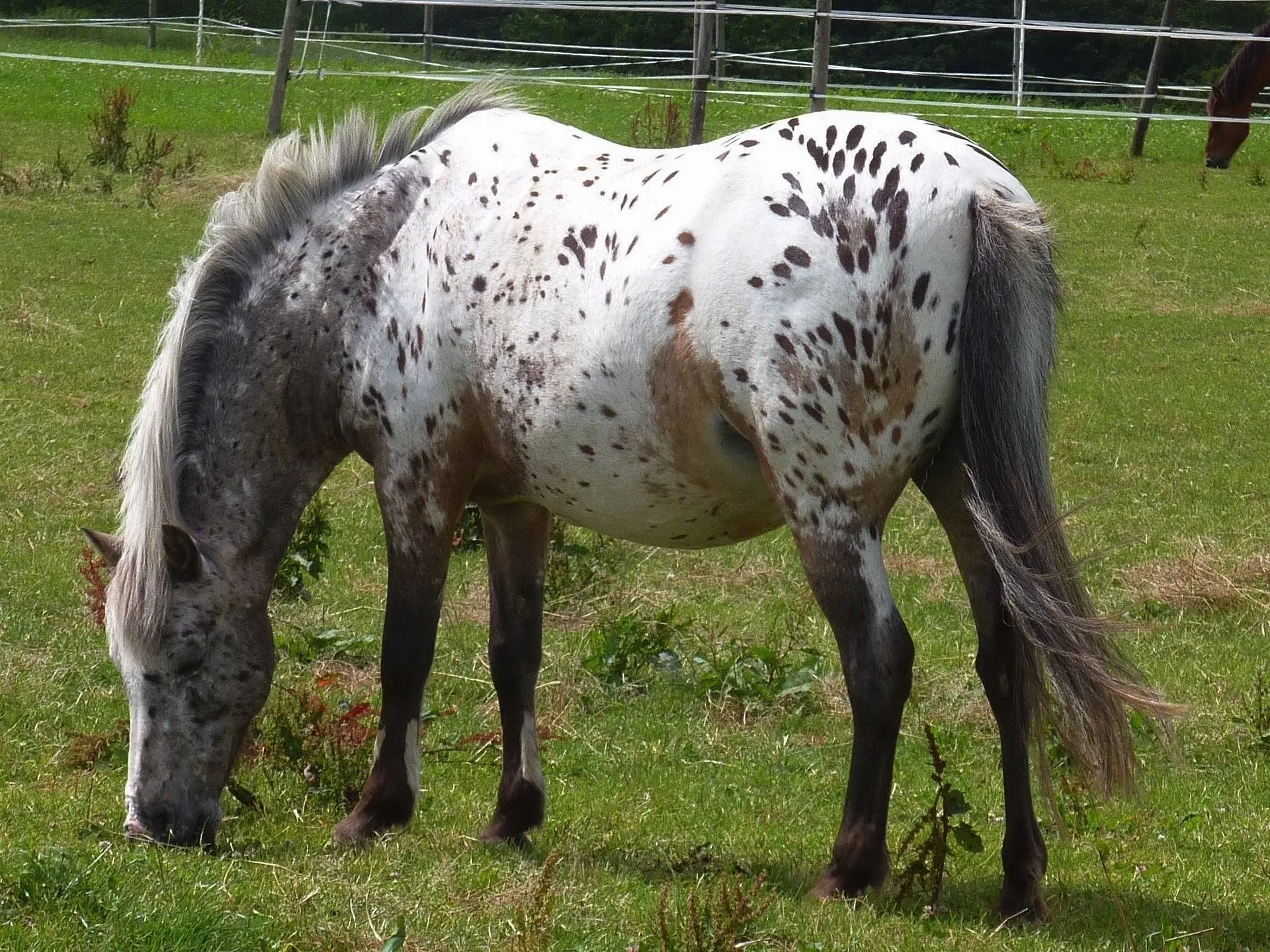 Near-Leopard Appaloosa horse