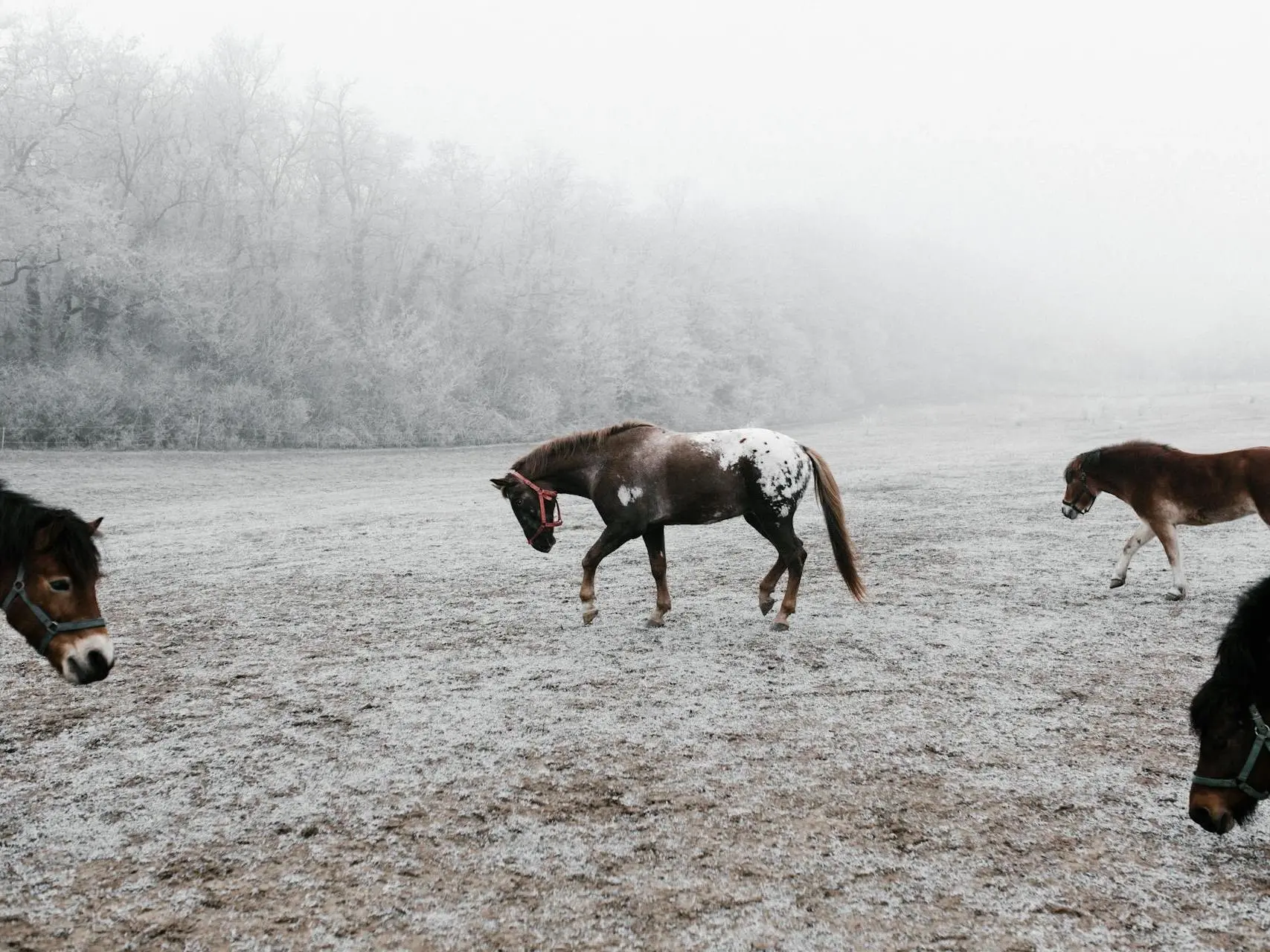 Blanket with spots appaloosa horse