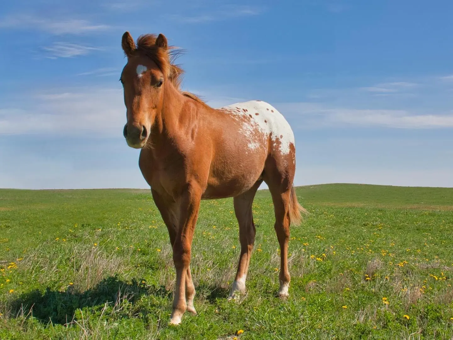 Blanket with spots appaloosa horse