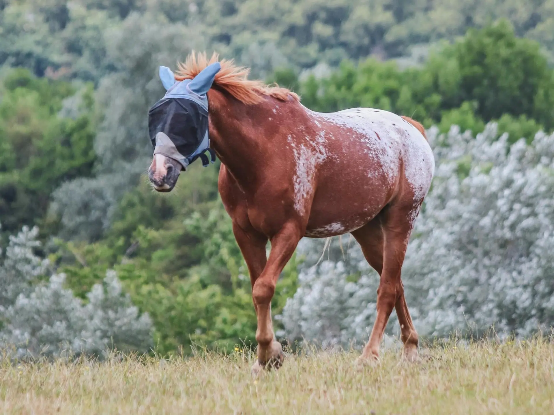 Blanket with spots appaloosa horse