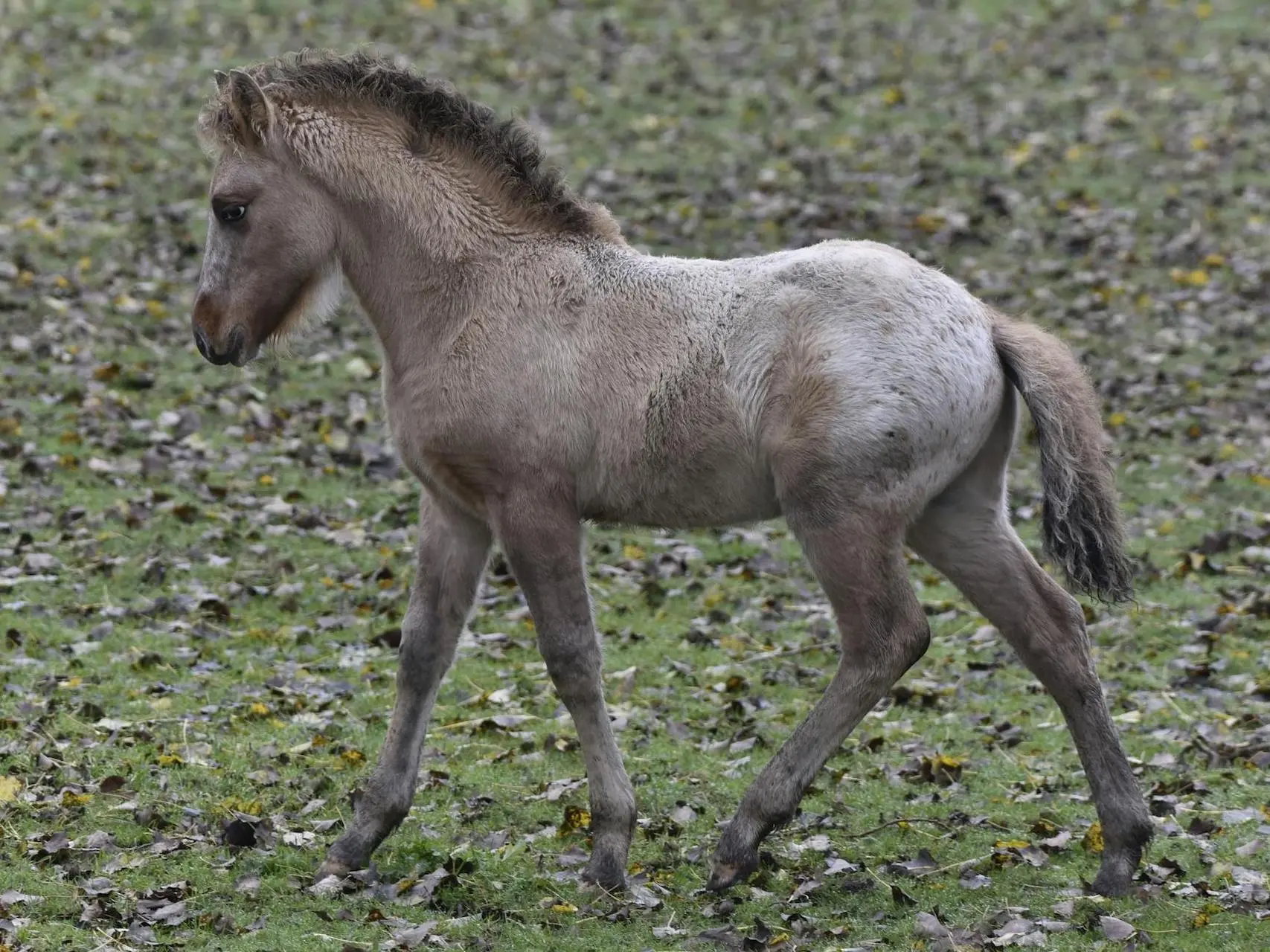 Blanket with spots appaloosa horse