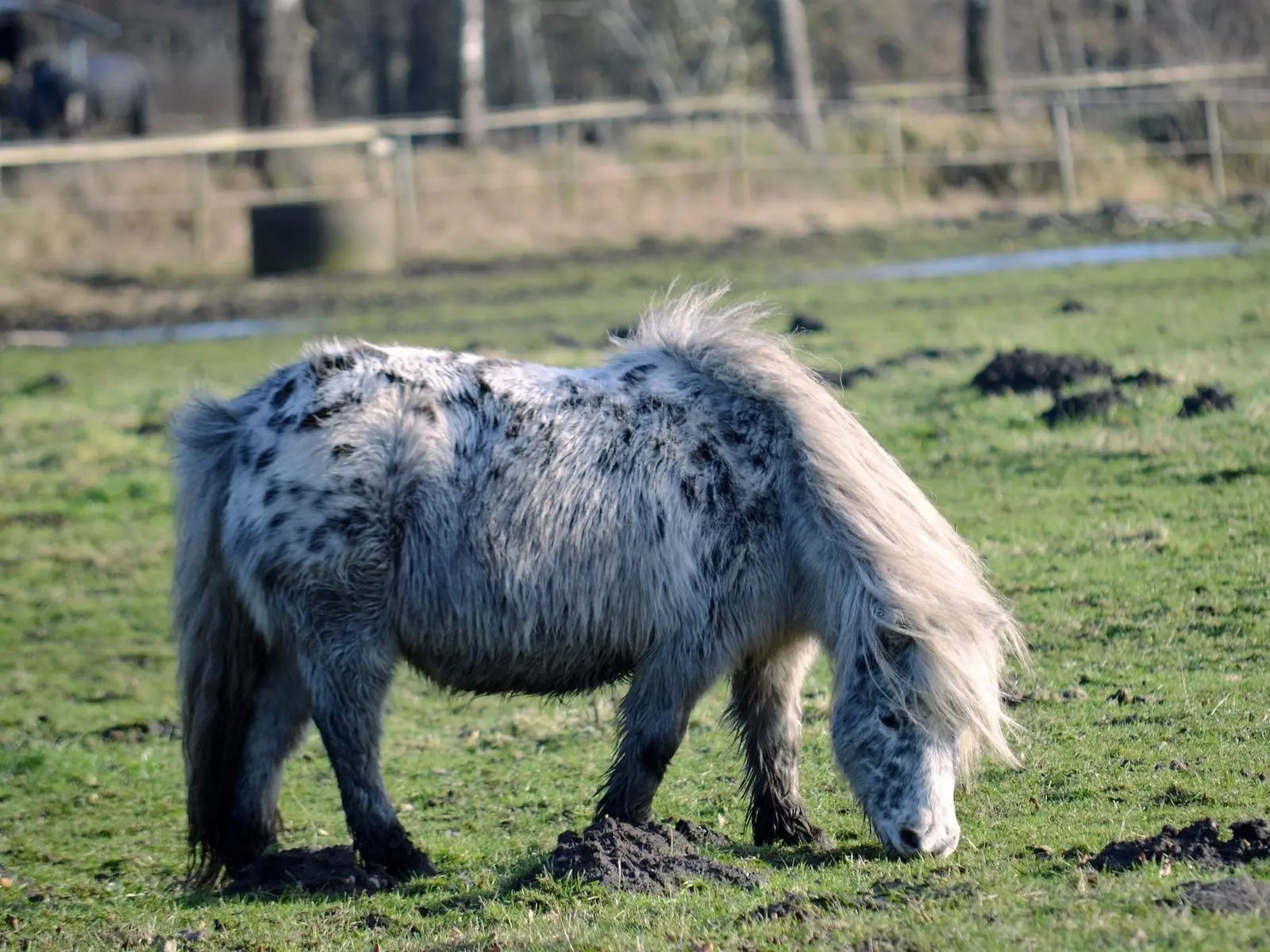 Blanket with spots appaloosa horse