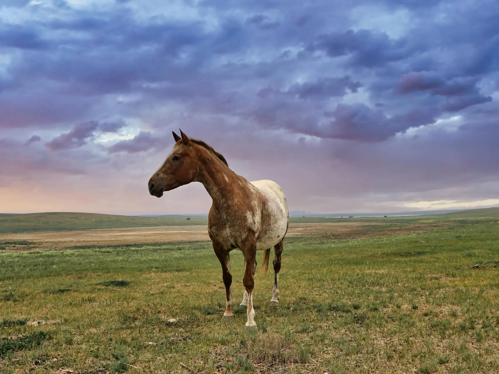 Blanket with spots appaloosa horse