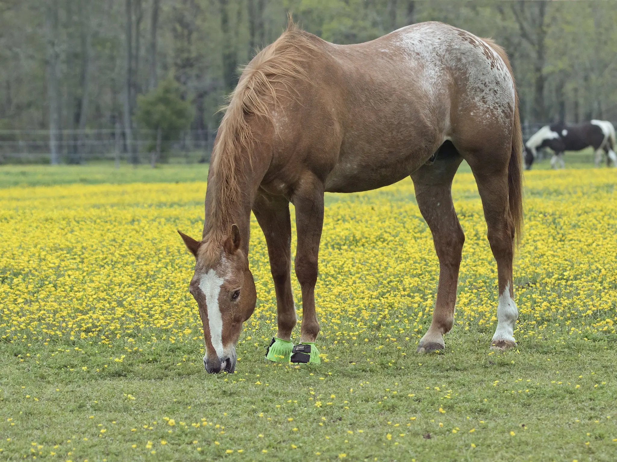 Chestnut appaloosa horse