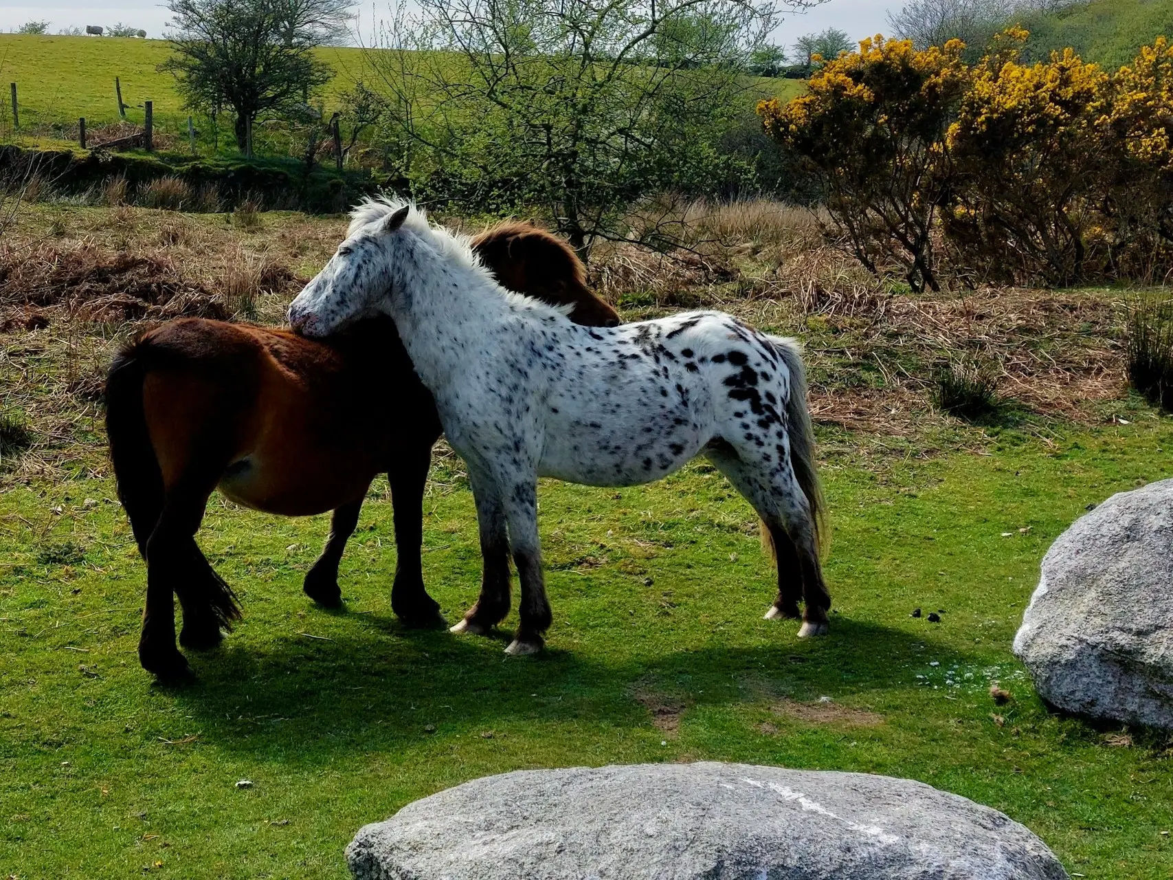 Blanket with spots appaloosa horse