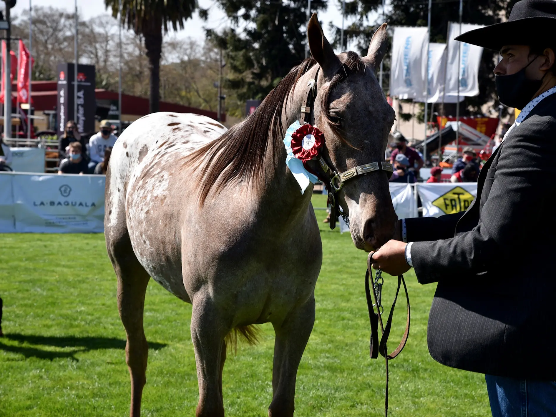 Blanket with spots appaloosa horse