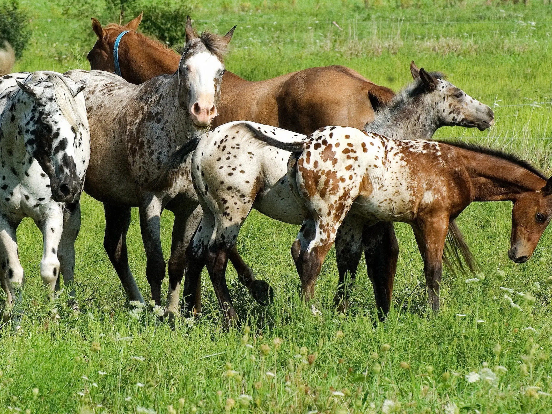 Blanket with spots appaloosa horse