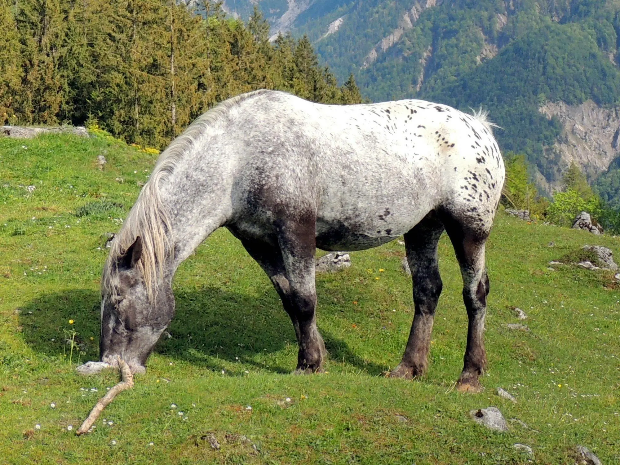 Blanket with spots appaloosa horse