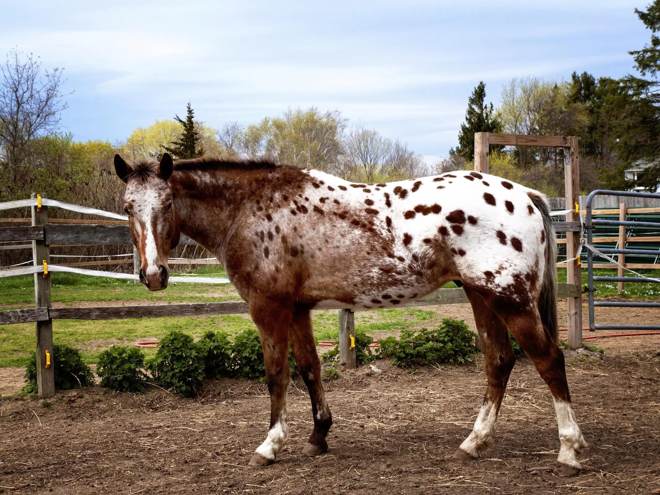 Blanket with spots appaloosa horse