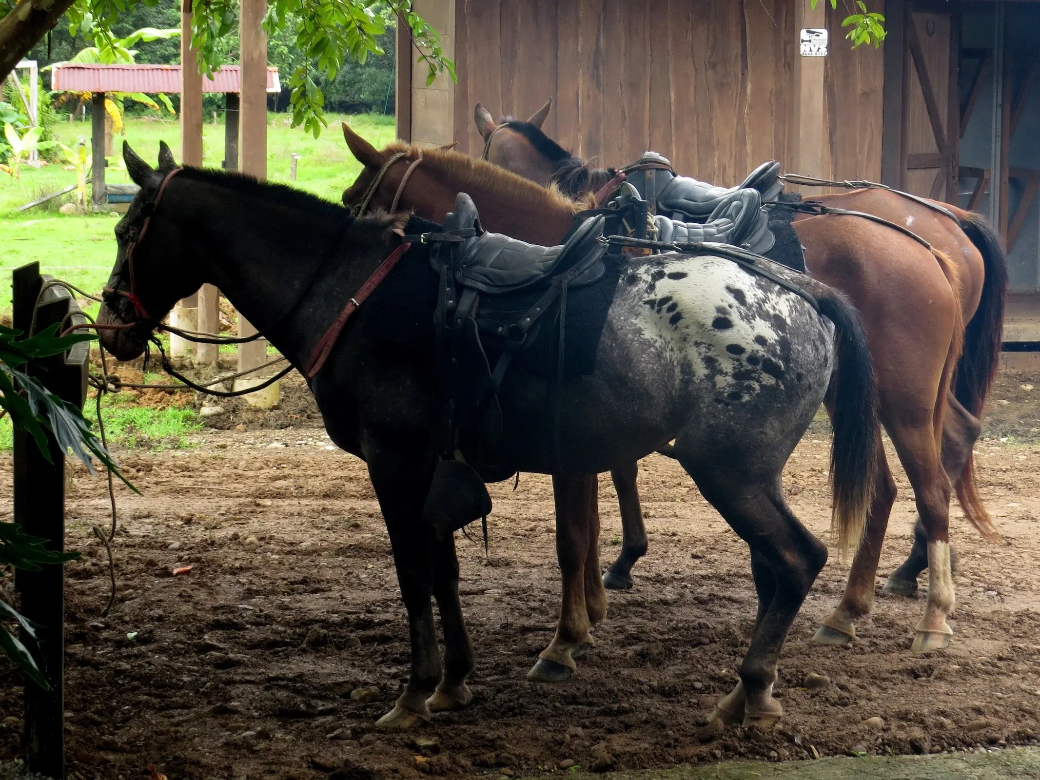 Blanket with spots appaloosa horse