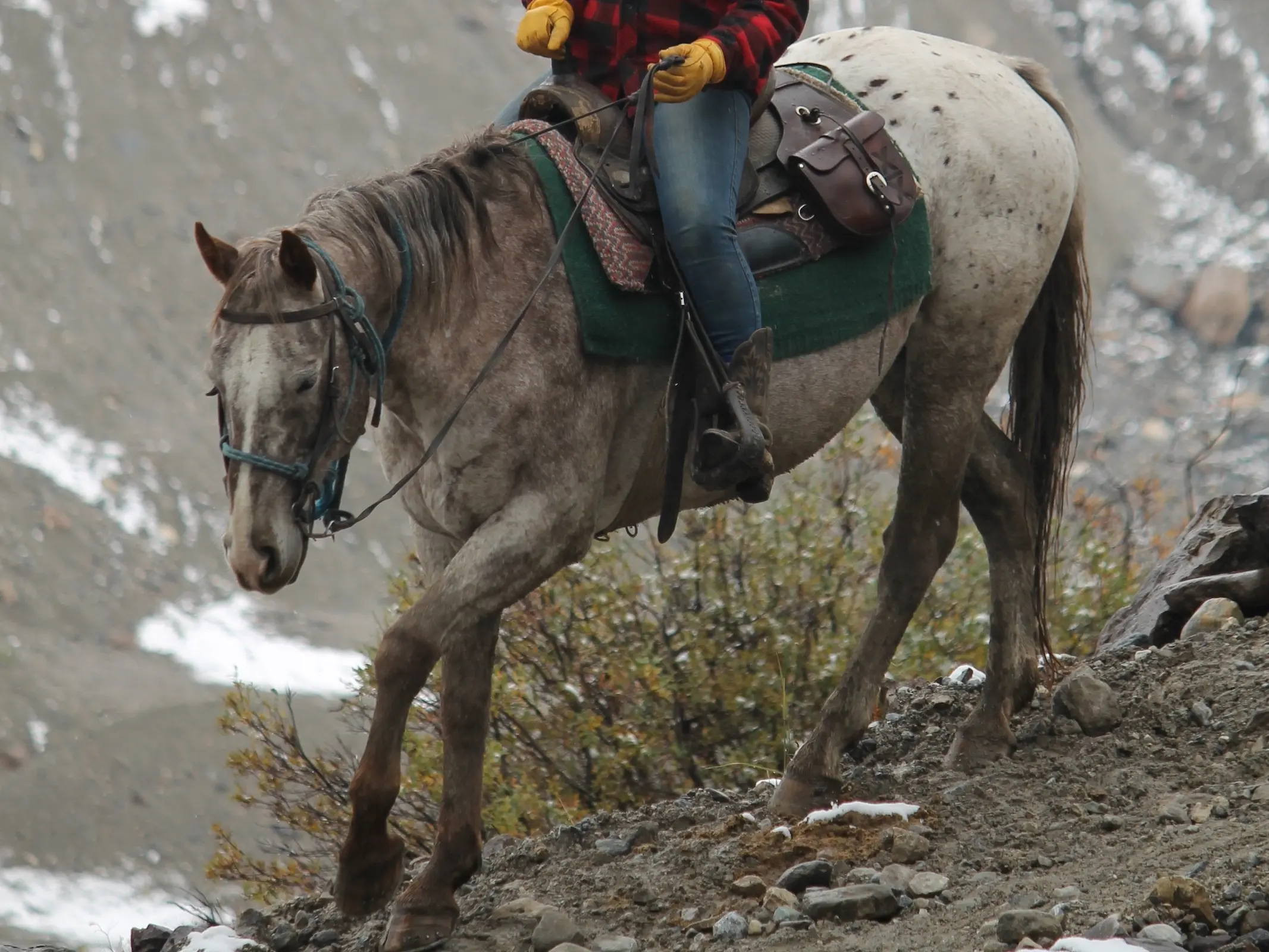 Blanket with spots appaloosa horse