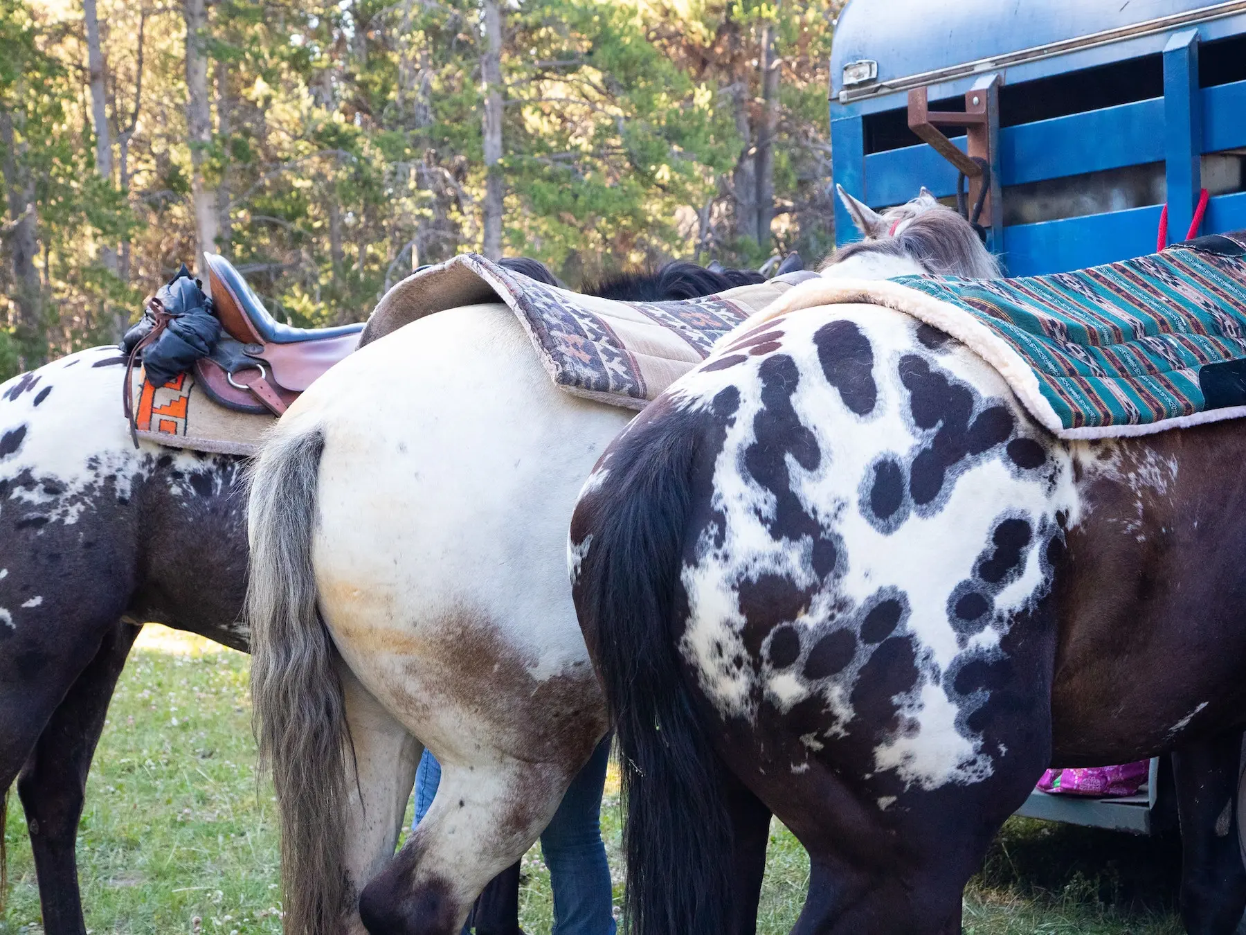 Blanket with spots appaloosa horse