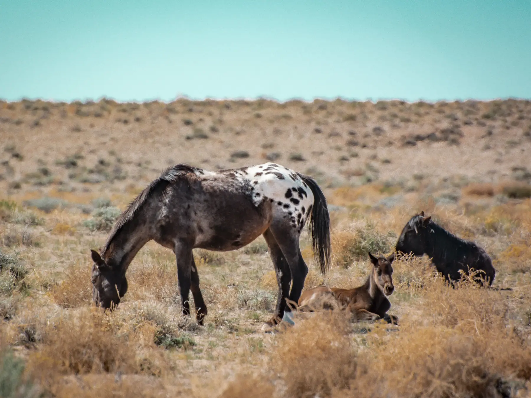 Blanket with spots appaloosa horse