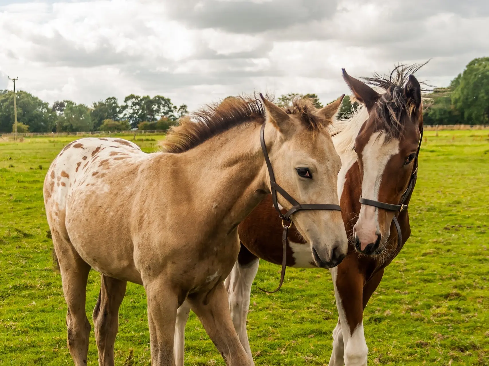 Blanket with spots appaloosa horse