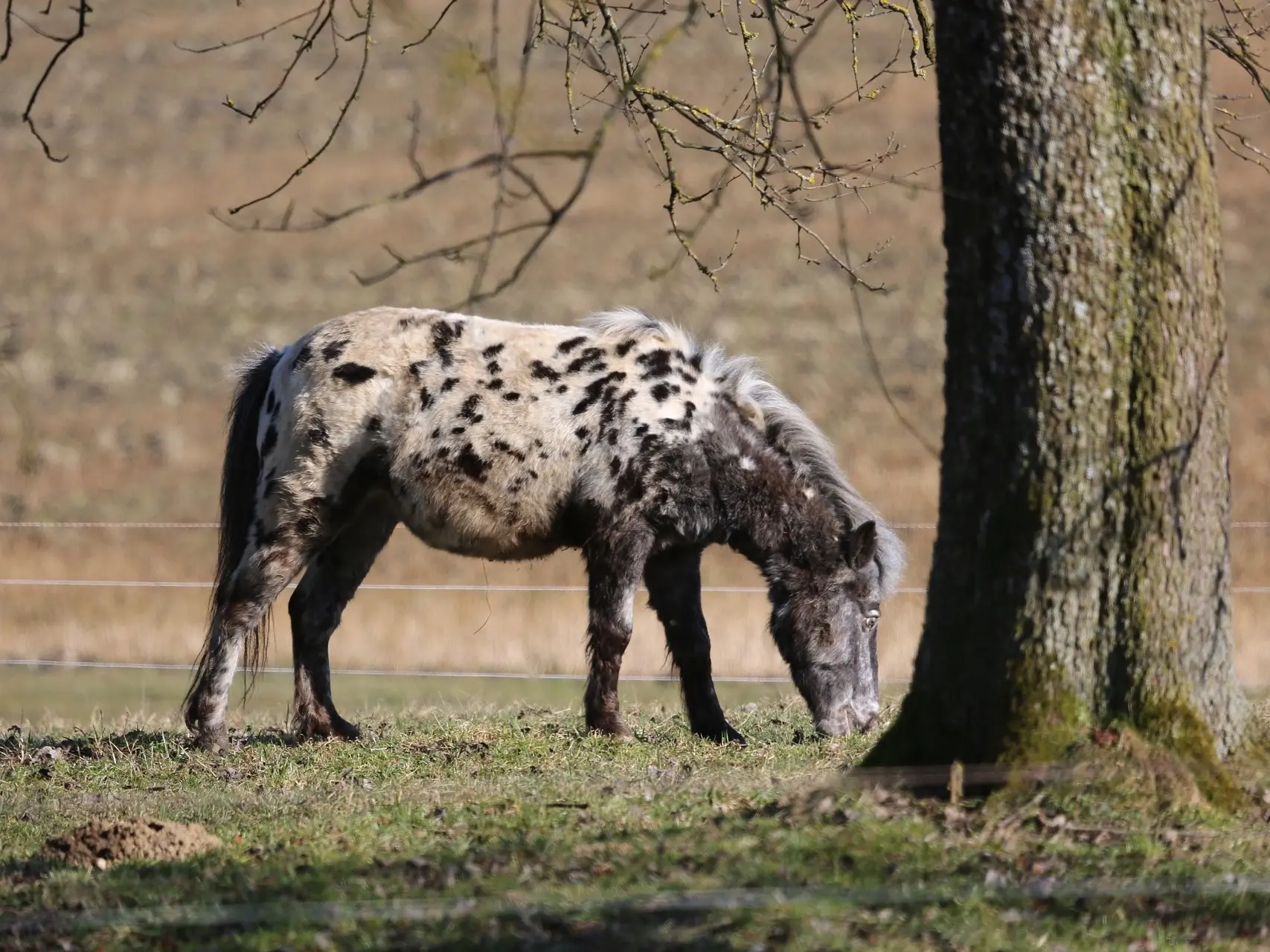 Near-Leopard appaloosa horse