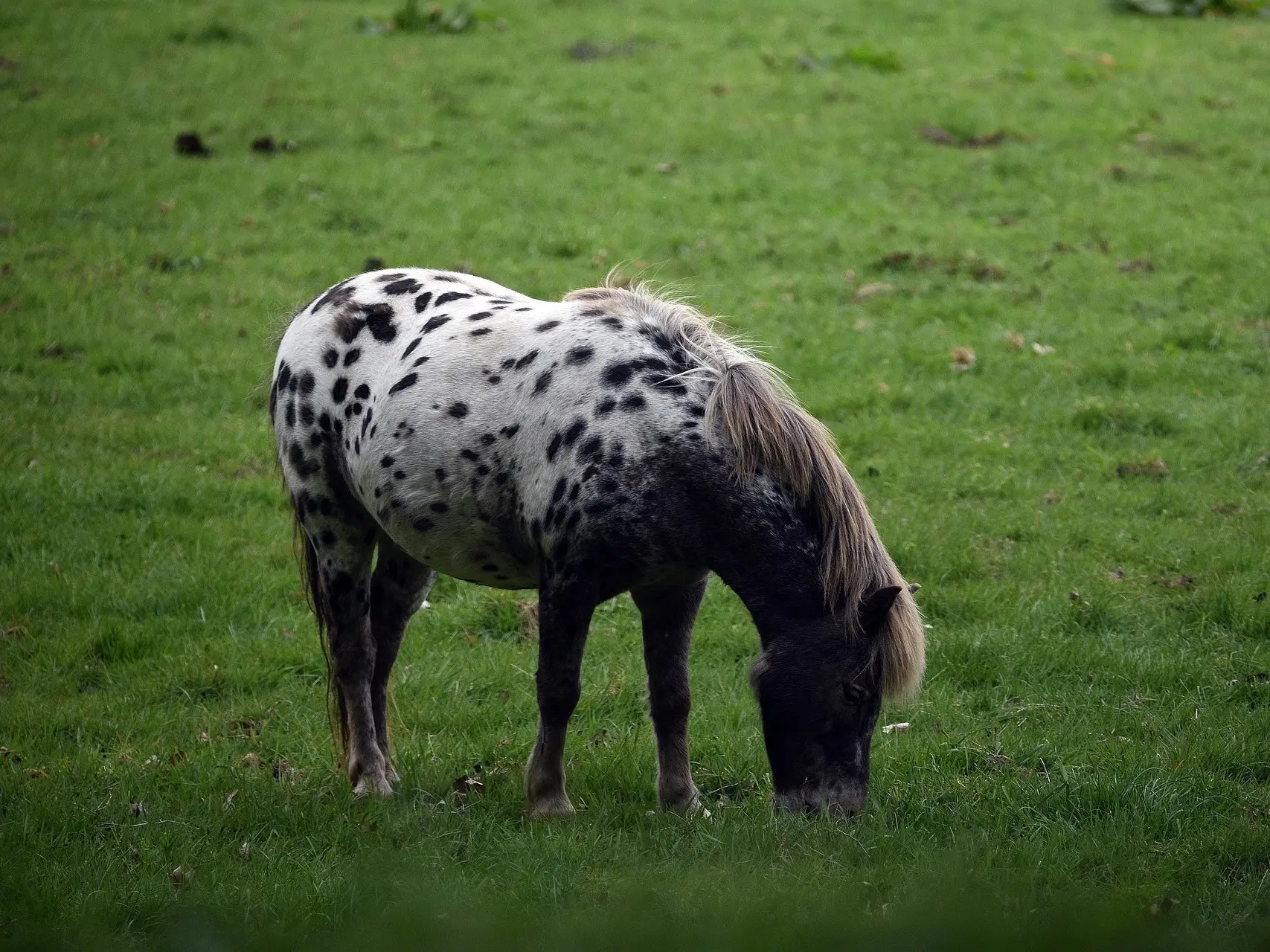 Blanket with spots appaloosa horse