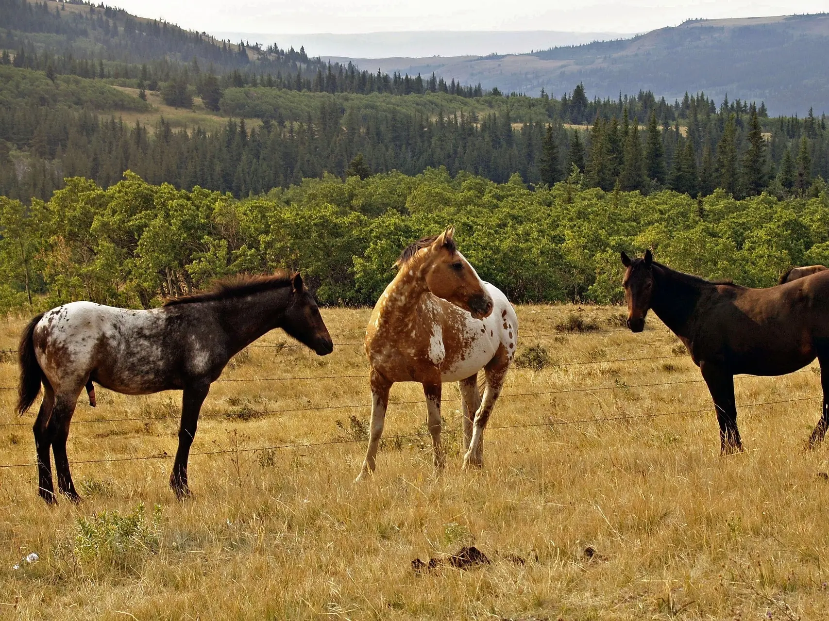 Blanket with spots appaloosa horse