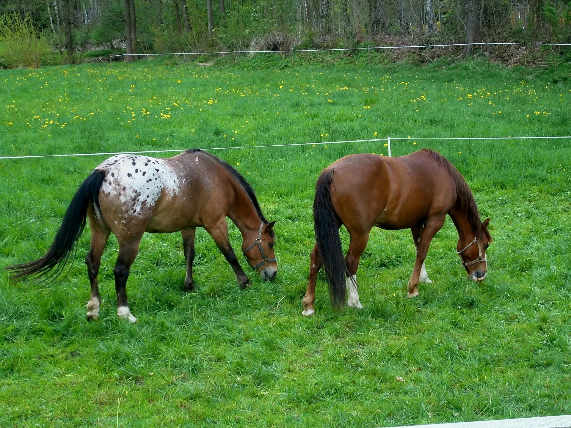 Blanket with spots appaloosa horse