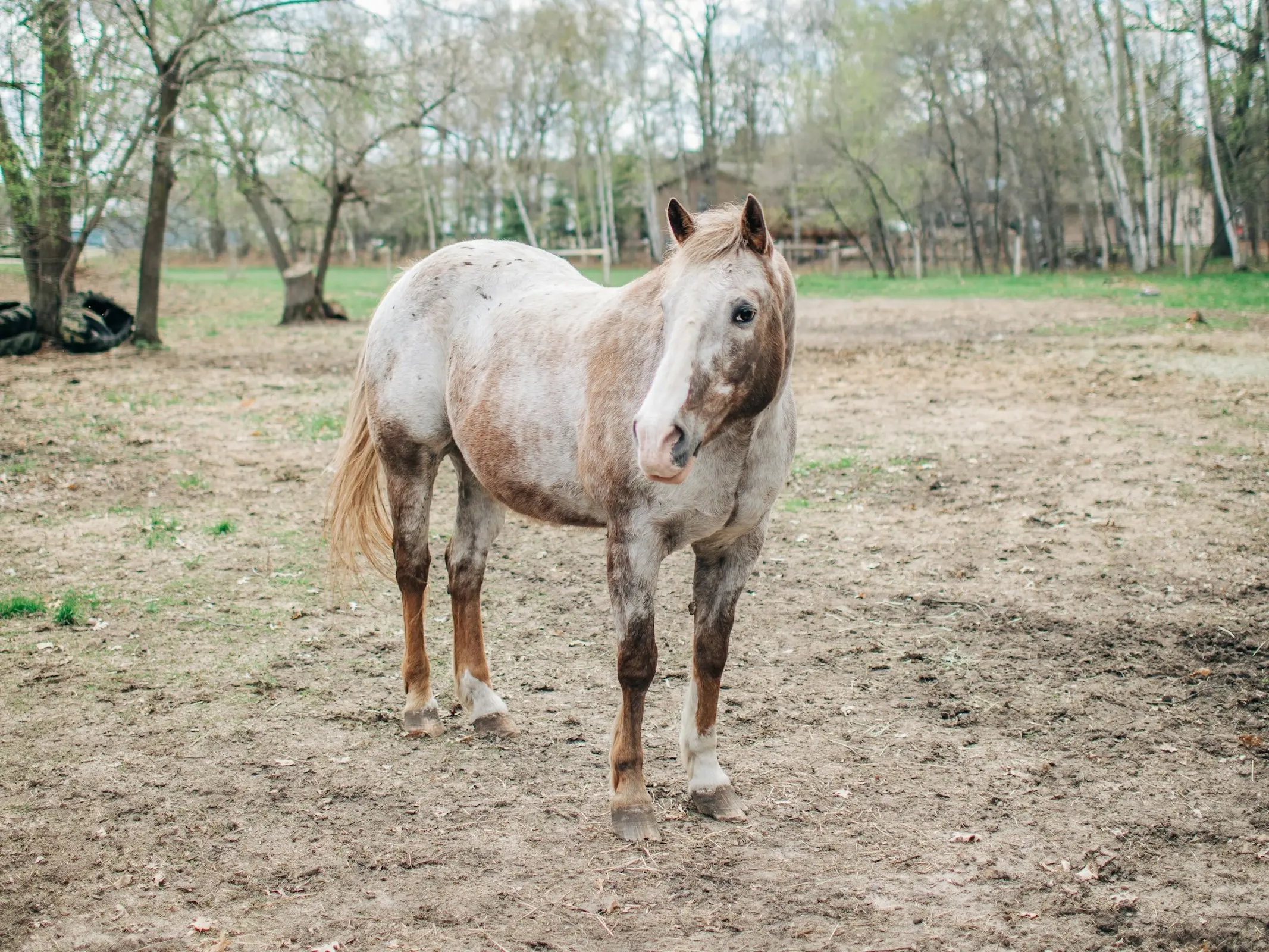 Appaloosa Horse