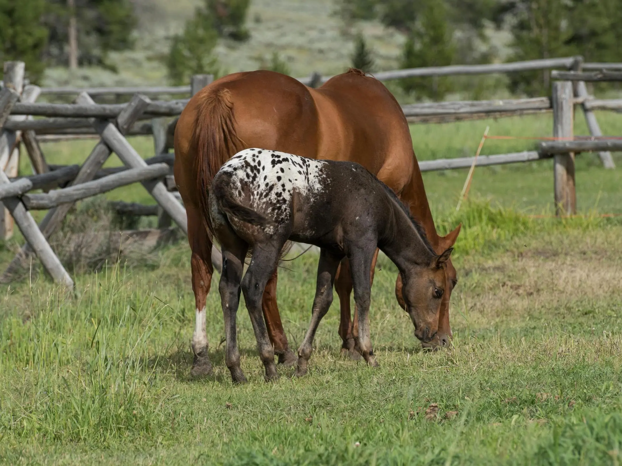 Appaloosa Horse