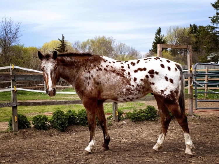 Appaloosa horse