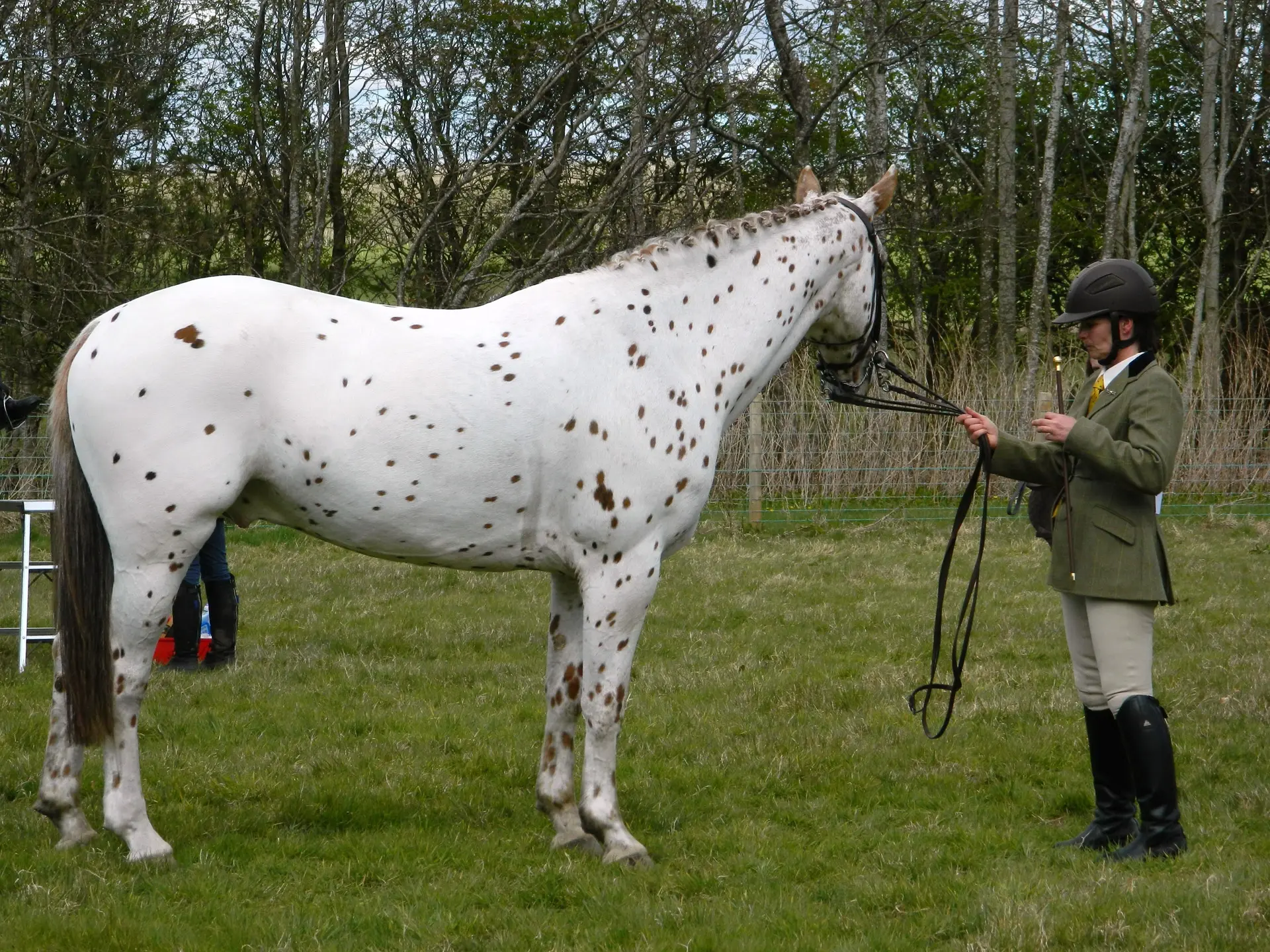 Horse with appaloosa spot clusters