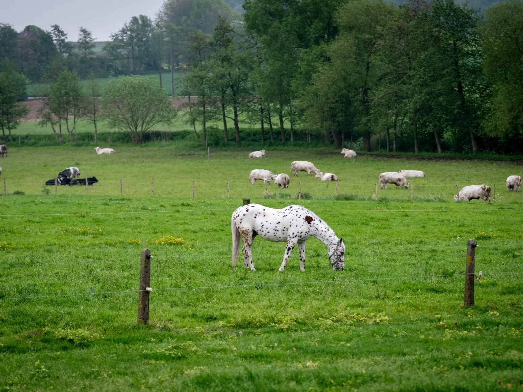 Horse with appaloosa spot clusters