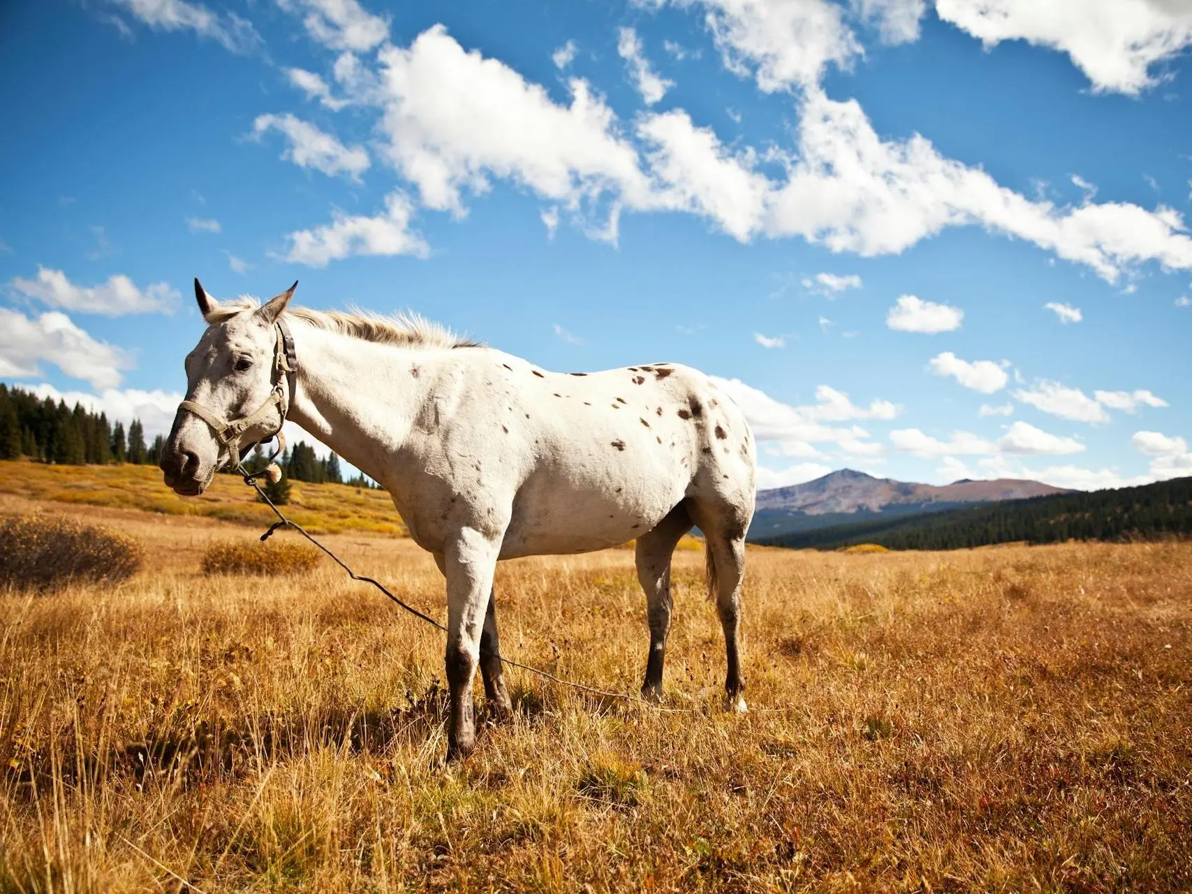 Few-spot leopard appaloosa horse