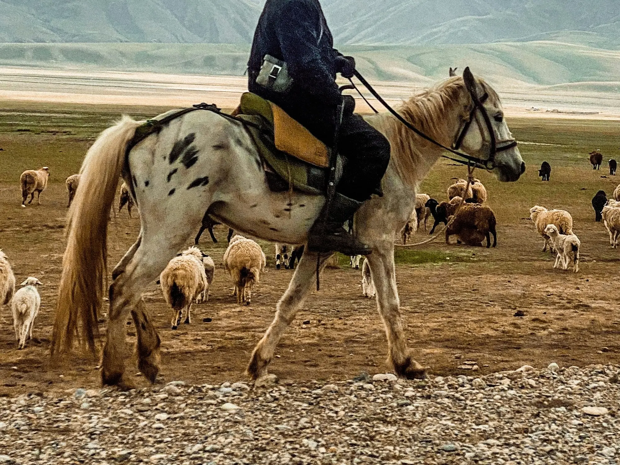 Few-spot leopard appaloosa horse