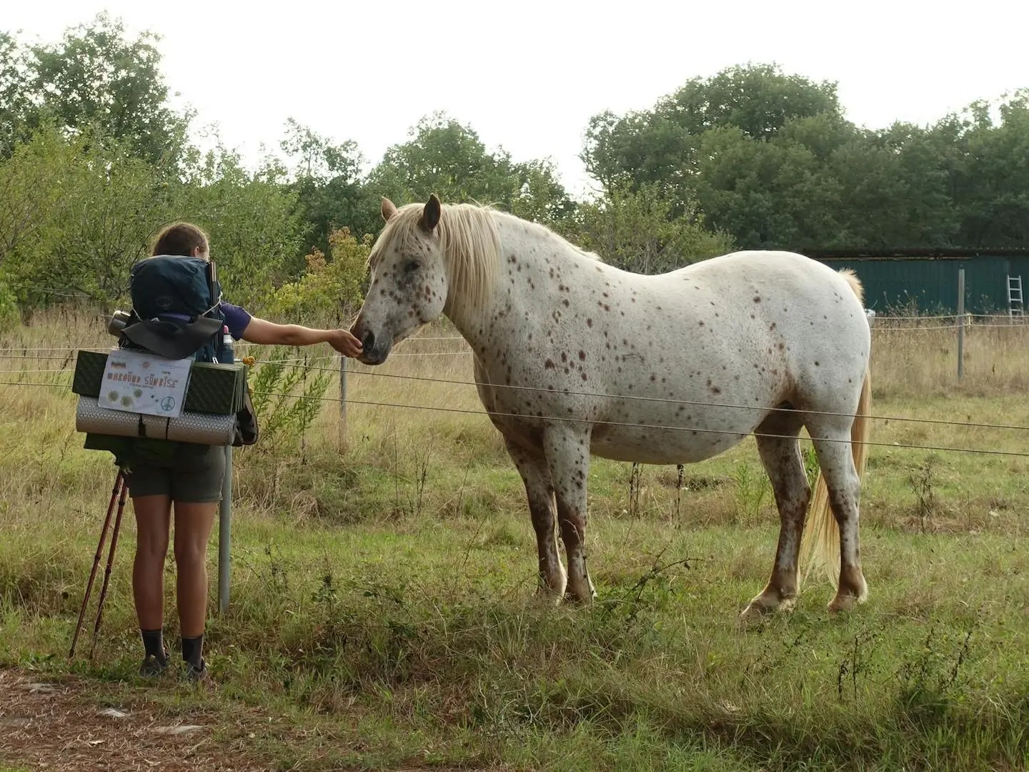 Few-spot leopard appaloosa horse