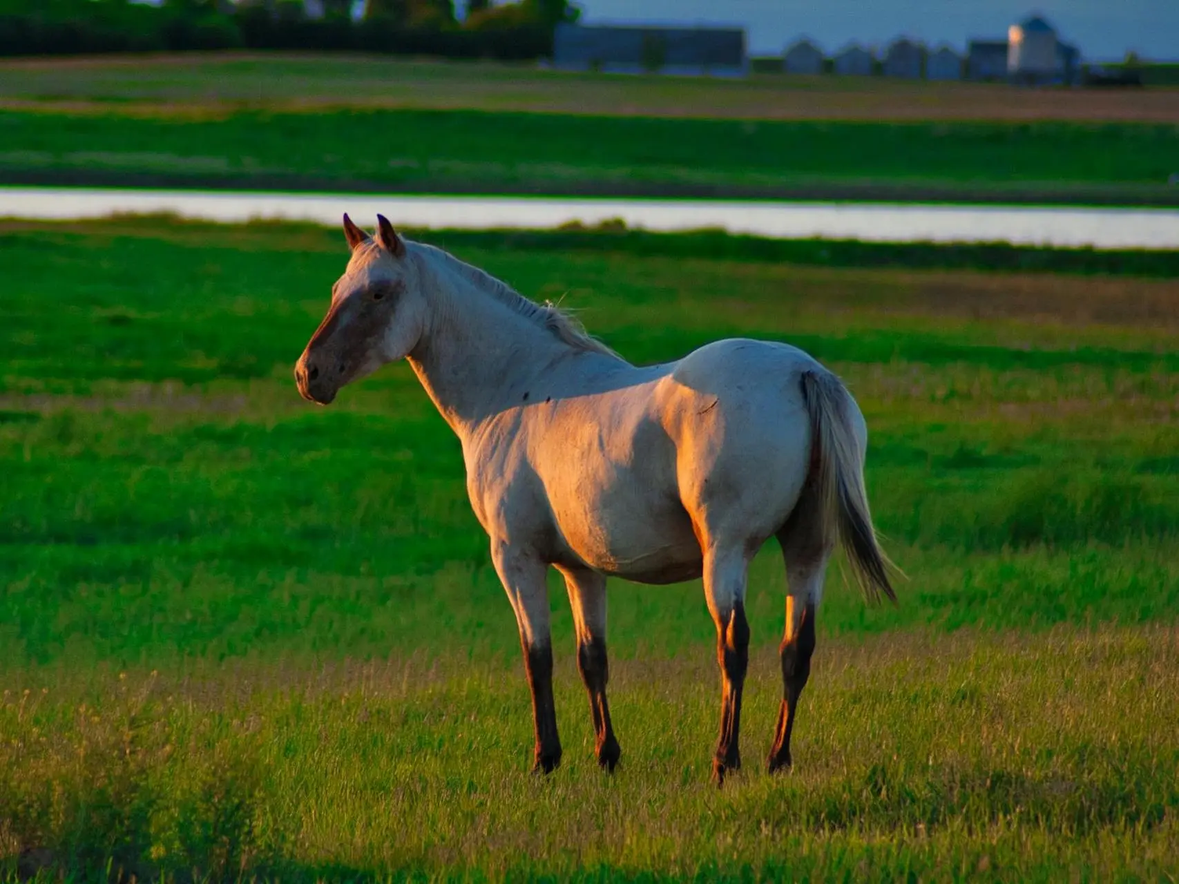 Appaloosa horse with a rat tail