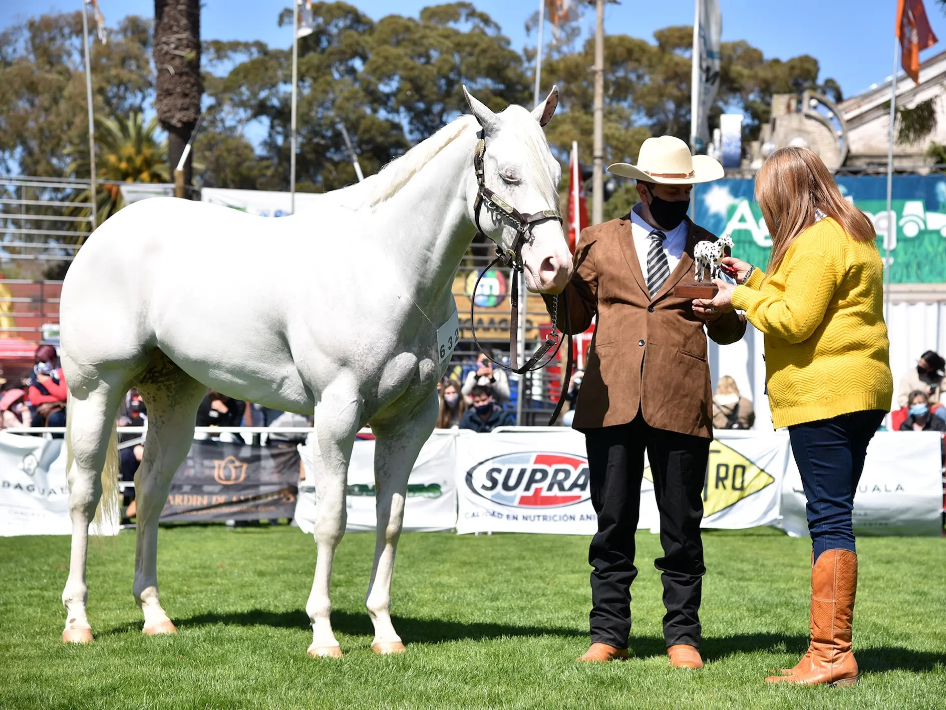 Few-spot leopard appaloosa horse