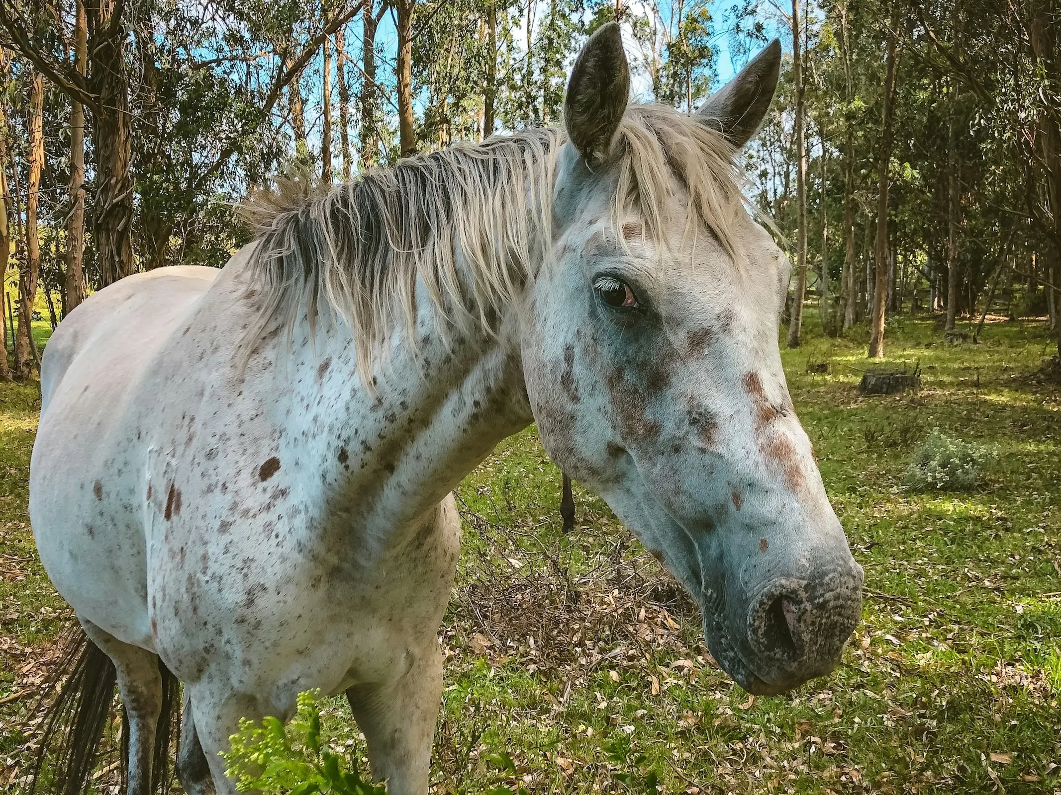 Few-spot leopard appaloosa horse