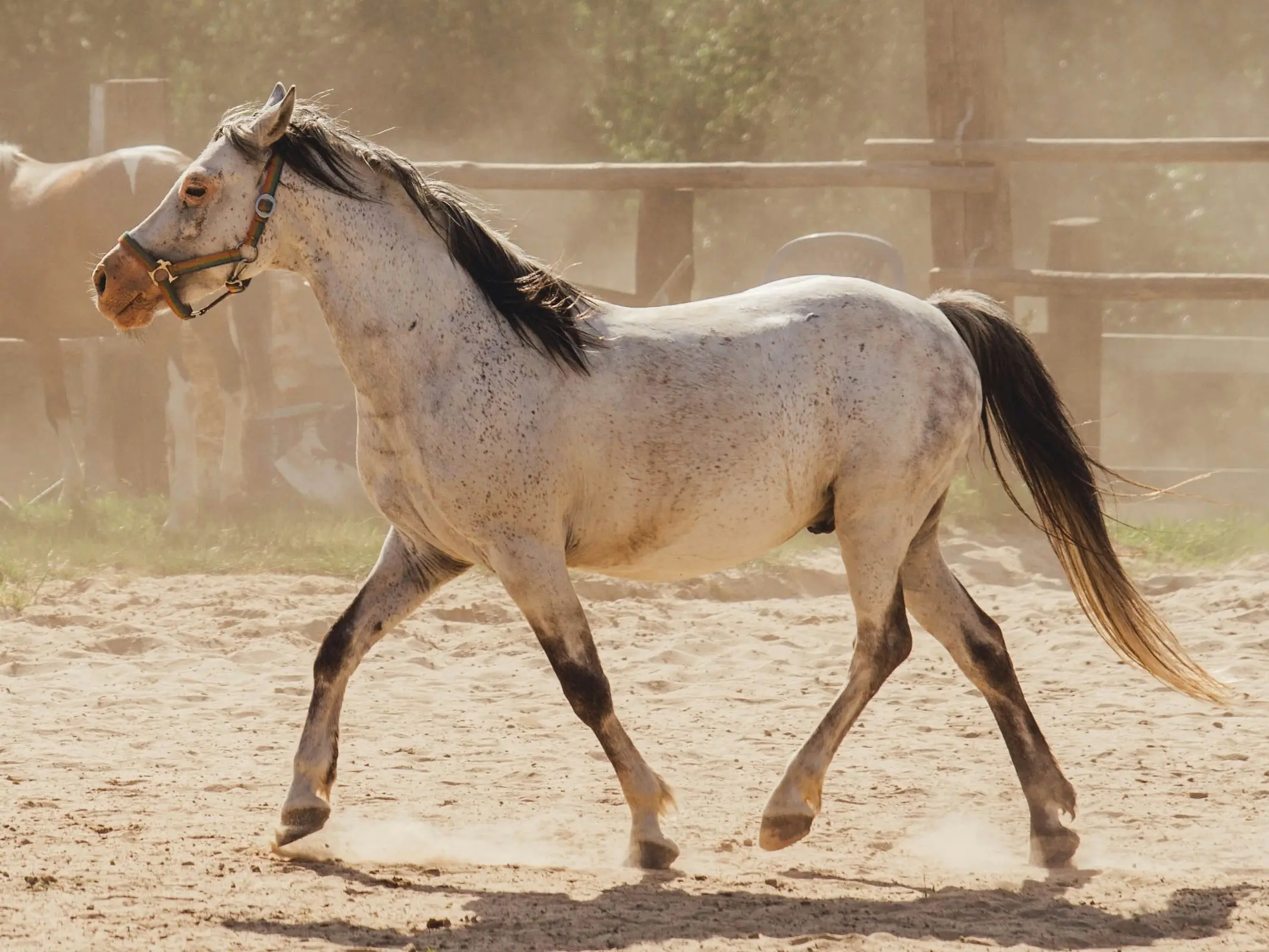 Few-spot leopard appaloosa horse