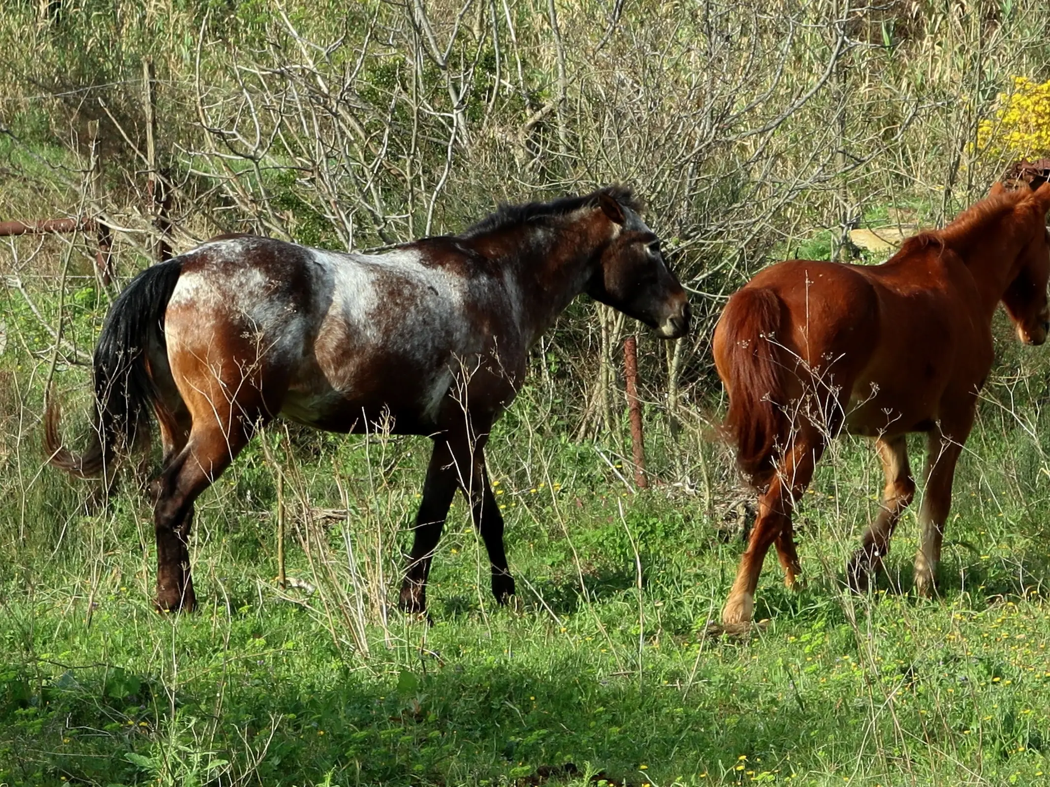 Mealy pinto horse