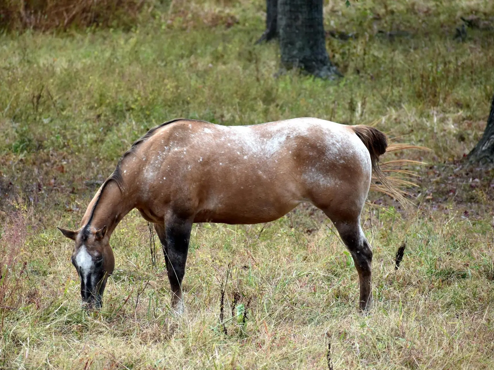 Frost Appaloosa horse