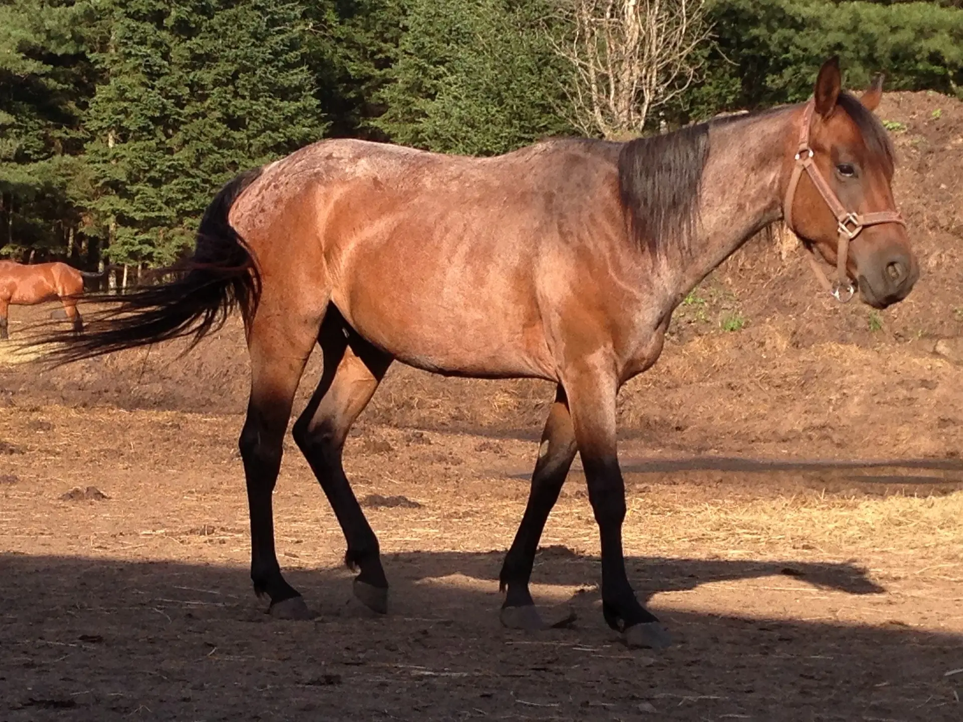 Frost appaloosa horse