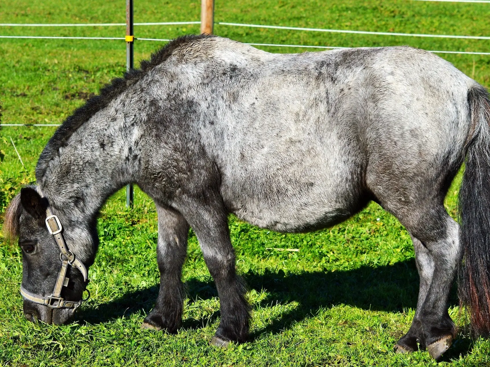 Frost appaloosa horse