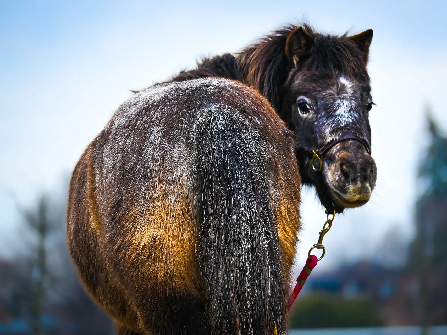 Seal appaloosa horse